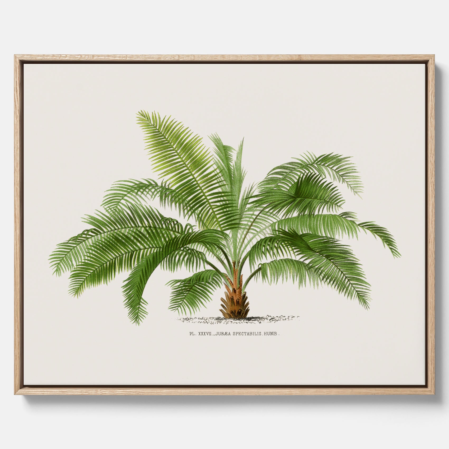 Botanisk vintagecanvas med en illustration av ett palmträd, ritad av Pieter Joseph de Pannemaeker