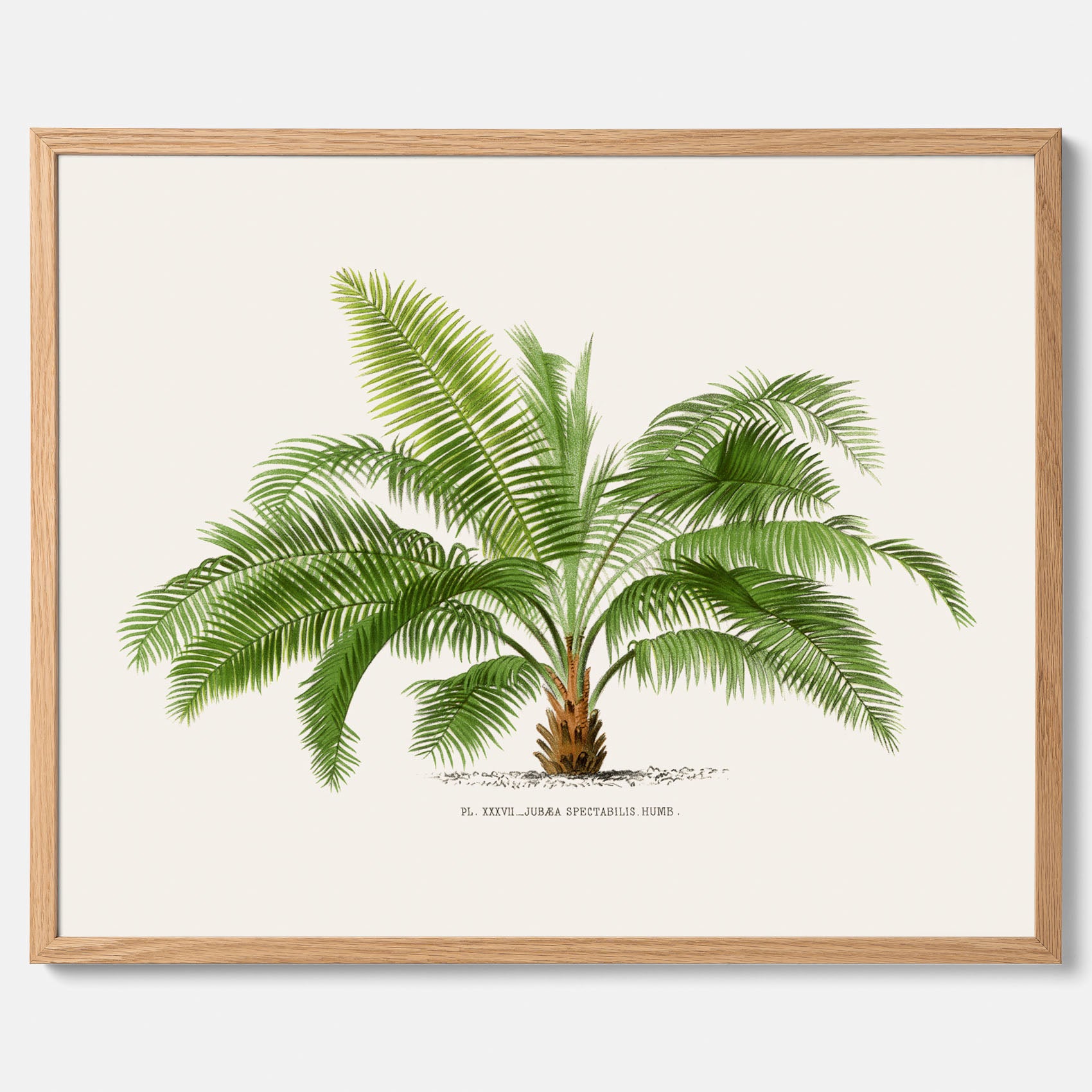 Botanisk vintageposter med en illustration av ett palmträd, ritad av Pieter Joseph de Pannemaeker
