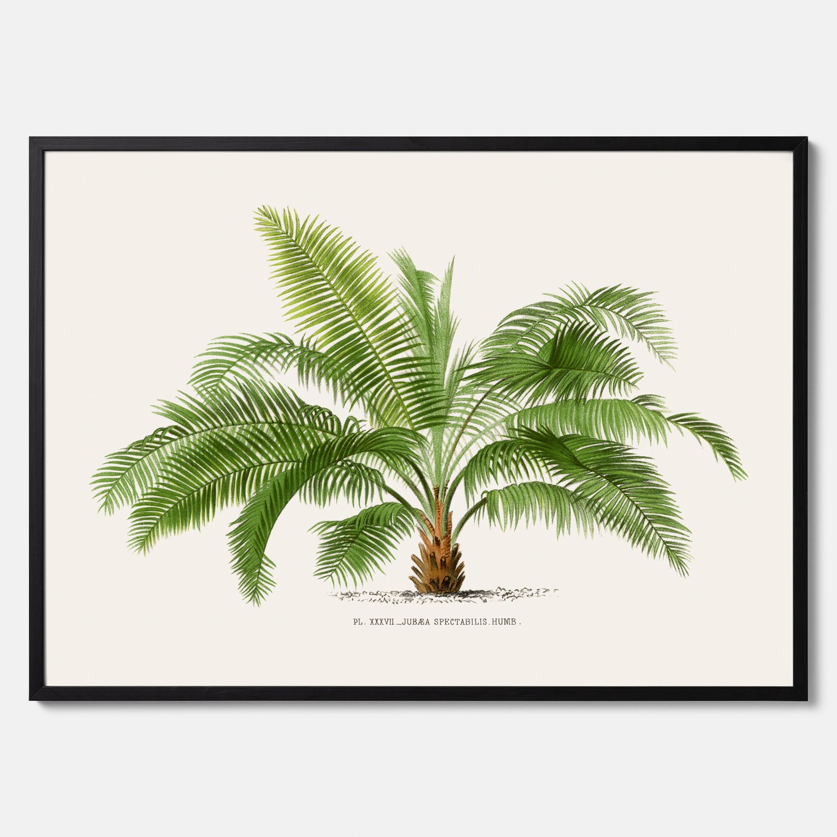 Botanisk vintageposter med en illustration av ett palmträd, ritad av Pieter Joseph de Pannemaeker