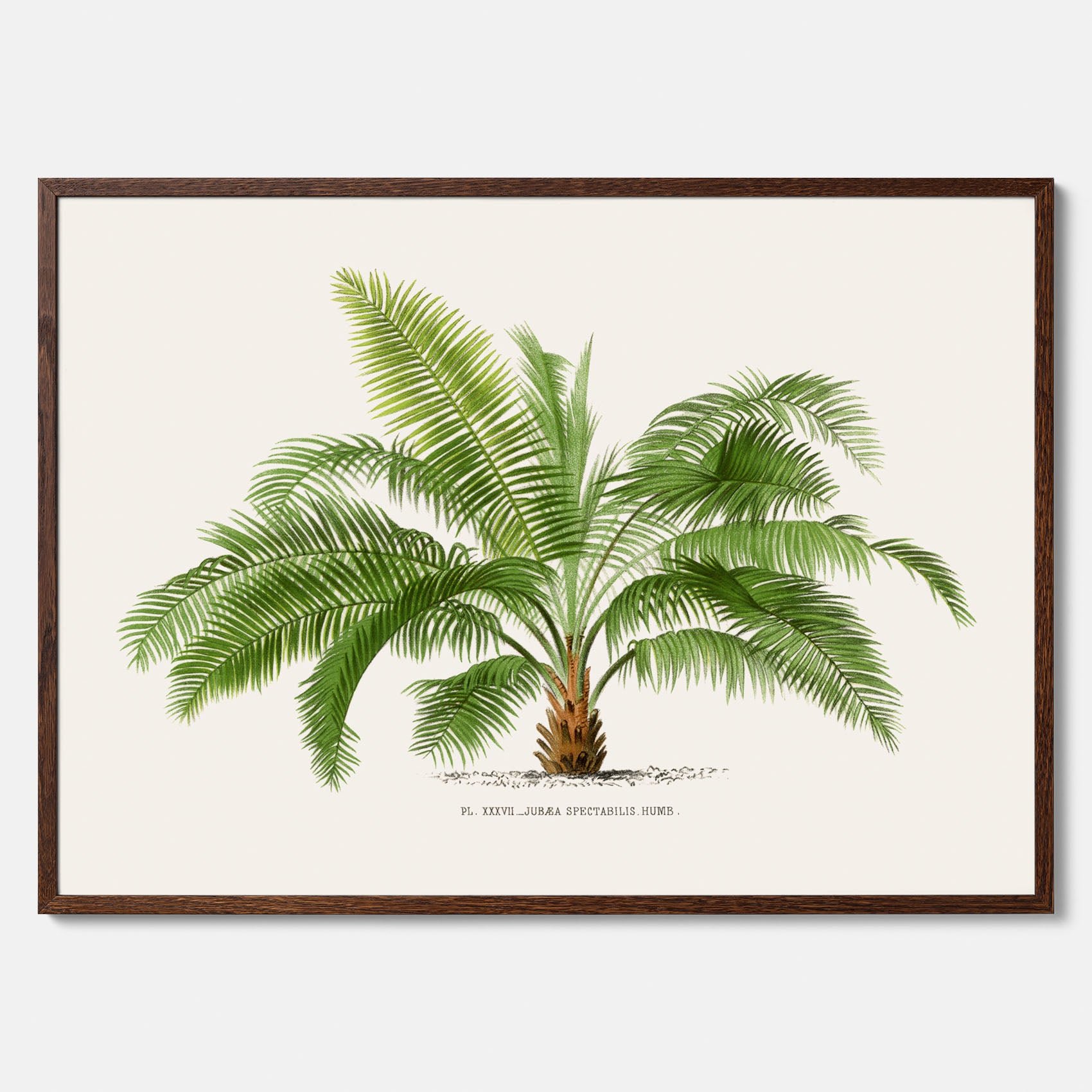Botanisk vintageposter med en illustration av ett palmträd, ritad av Pieter Joseph de Pannemaeker