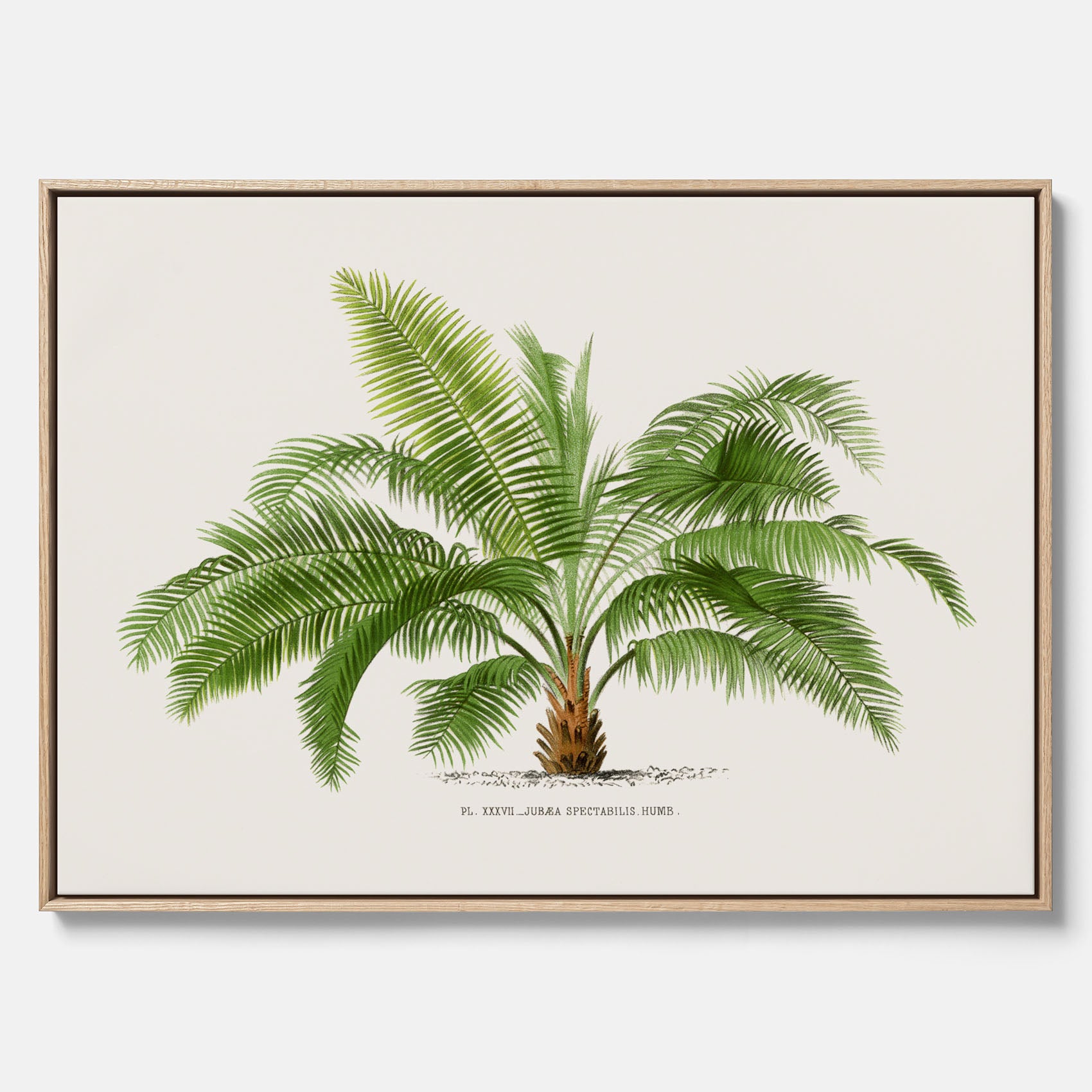 Botanisk vintagecanvas med en illustration av ett palmträd, ritad av Pieter Joseph de Pannemaeker