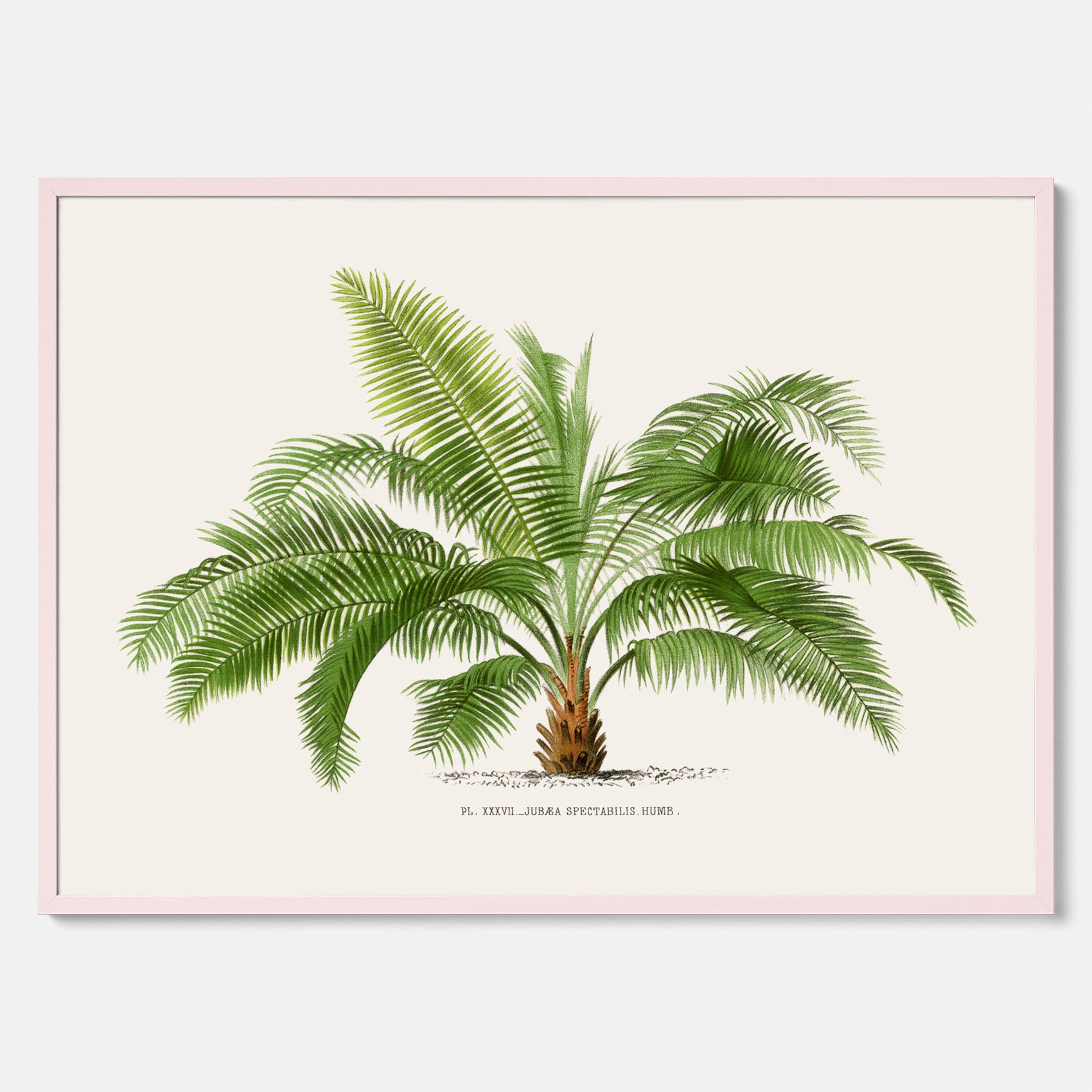 Botanisk vintageposter med en illustration av ett palmträd, ritad av Pieter Joseph de Pannemaeker