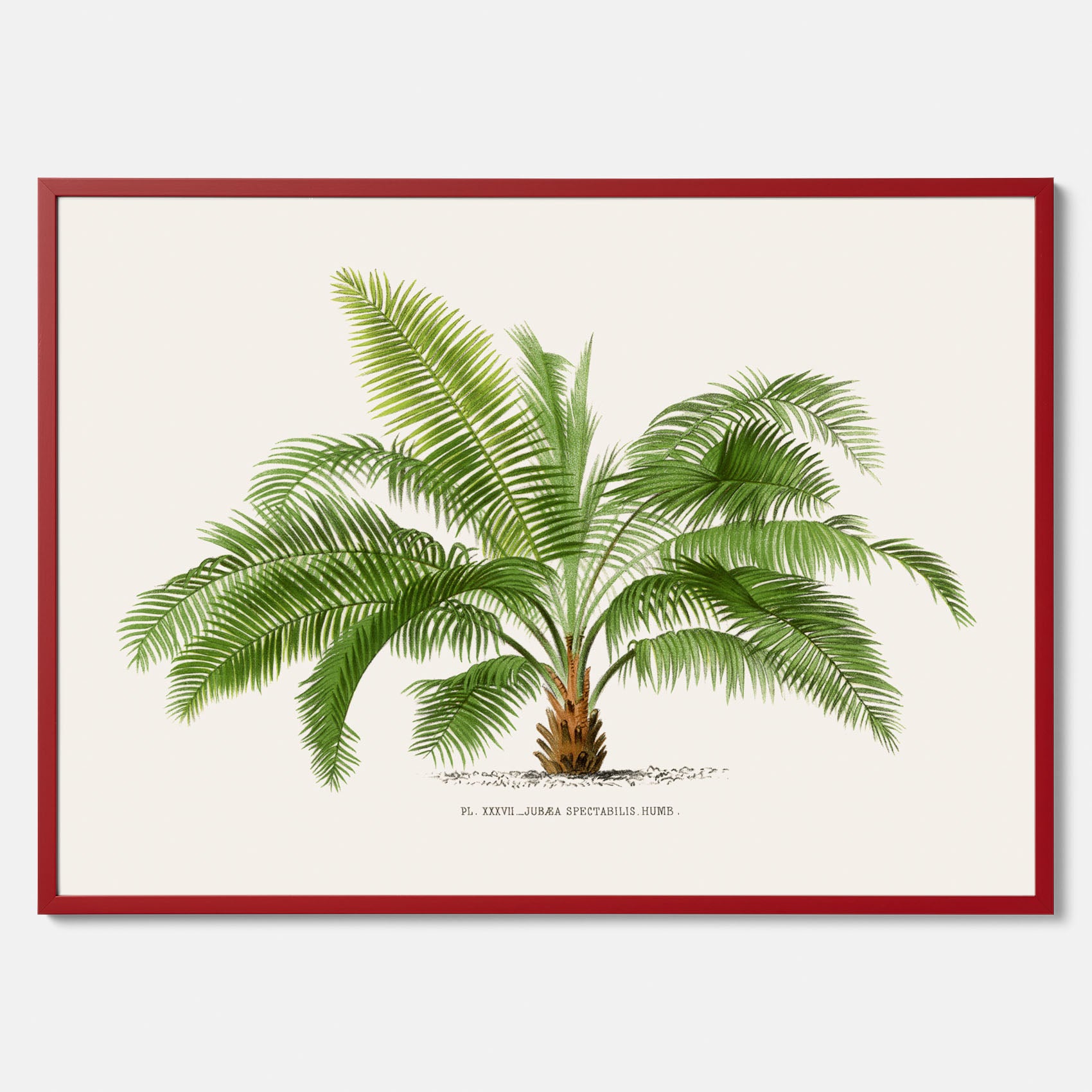 Botanisk vintageposter med en illustration av ett palmträd, ritad av Pieter Joseph de Pannemaeker