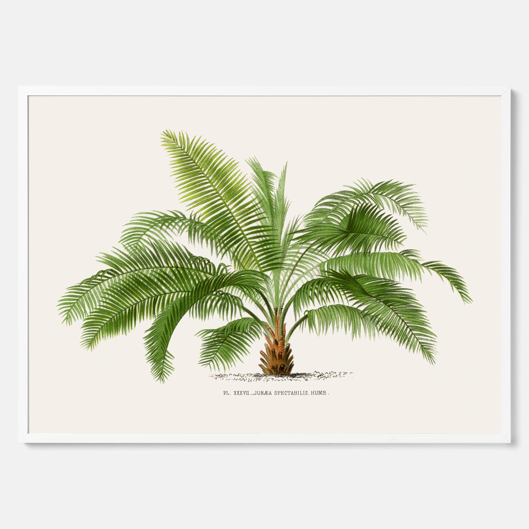 Botanisk vintageposter med en illustration av ett palmträd, ritad av Pieter Joseph de Pannemaeker