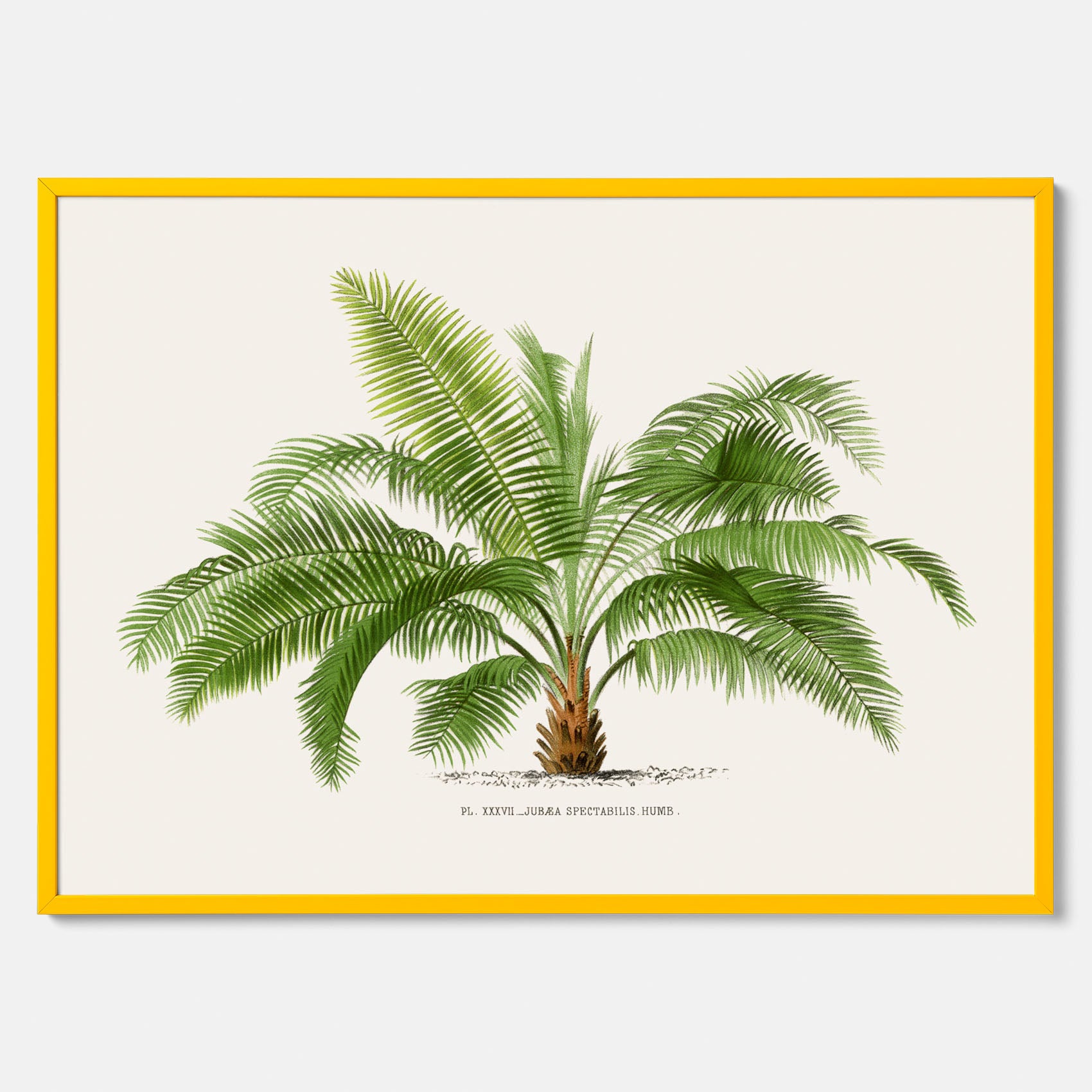 Botanisk vintageposter med en illustration av ett palmträd, ritad av Pieter Joseph de Pannemaeker