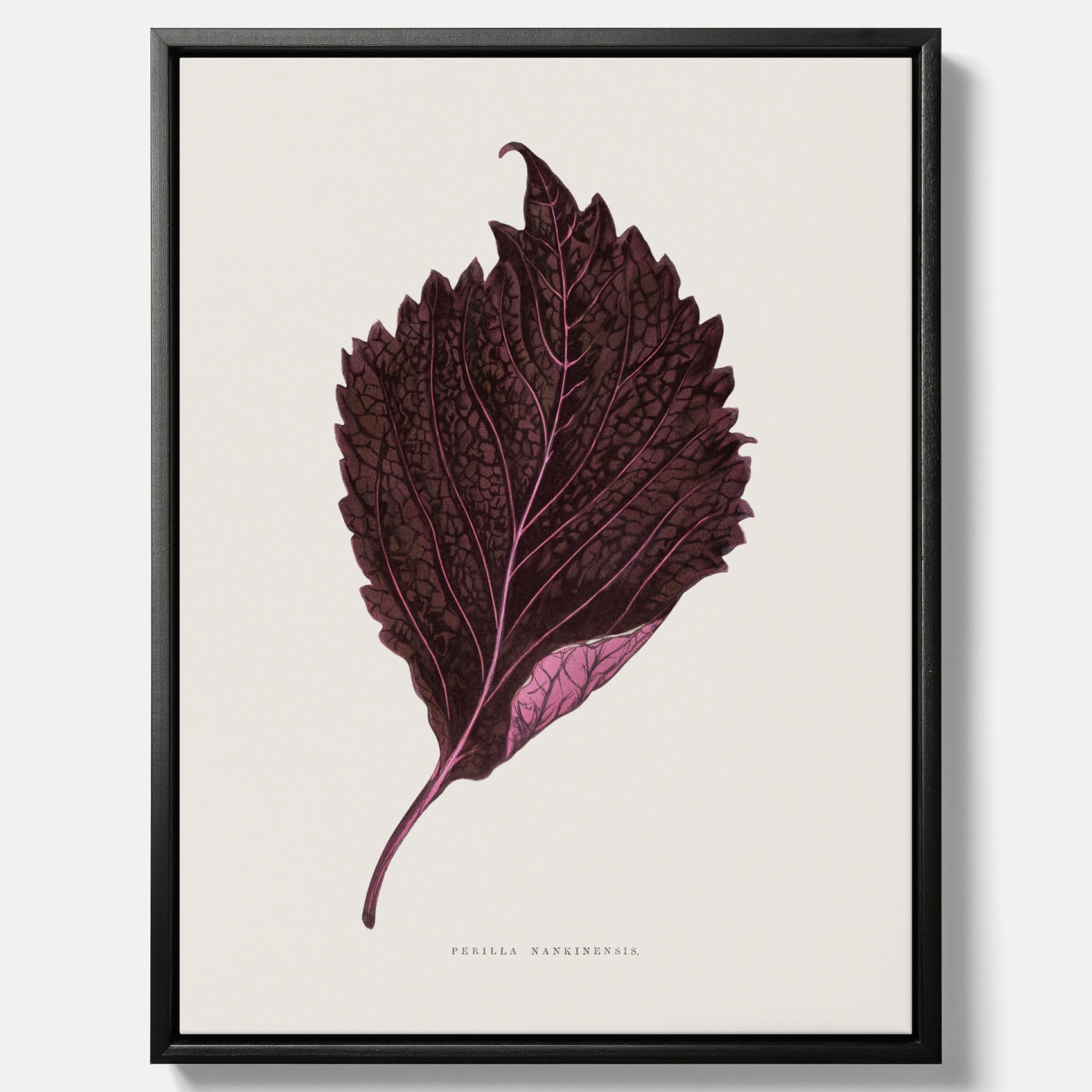 Vintageposter som föreställer en illustration av röd bladmynta (Perilla nankinensis) canvas