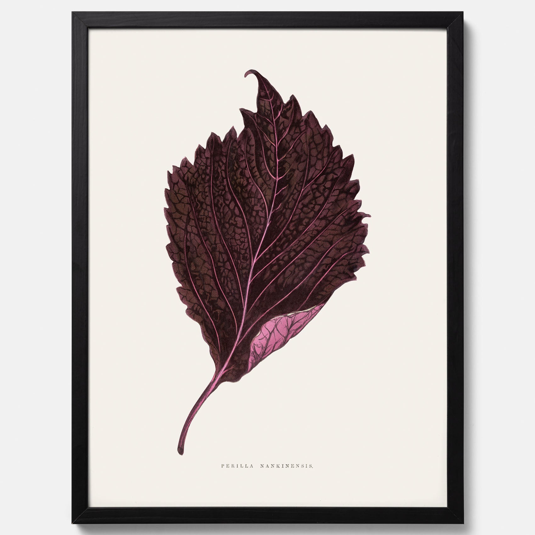Vintageposter som föreställer en illustration av röd bladmynta (Perilla nankinensis)