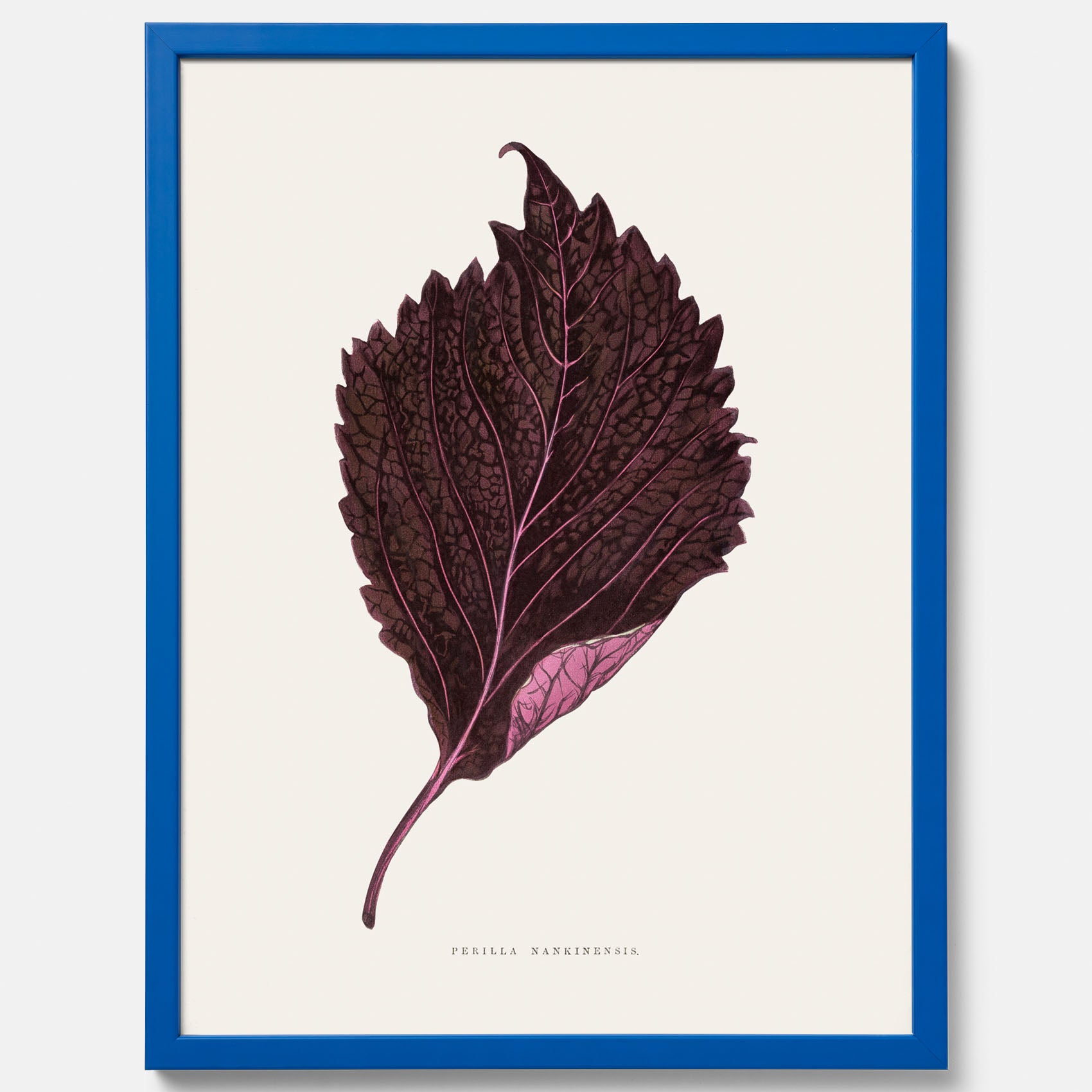 Vintageposter som föreställer en illustration av röd bladmynta (Perilla nankinensis)