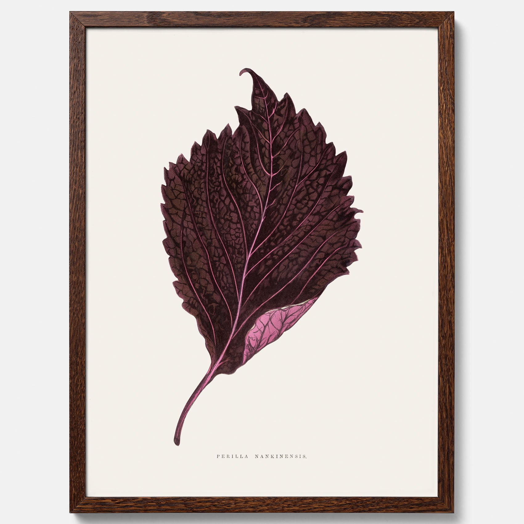 Vintageposter som föreställer en illustration av röd bladmynta (Perilla nankinensis)
