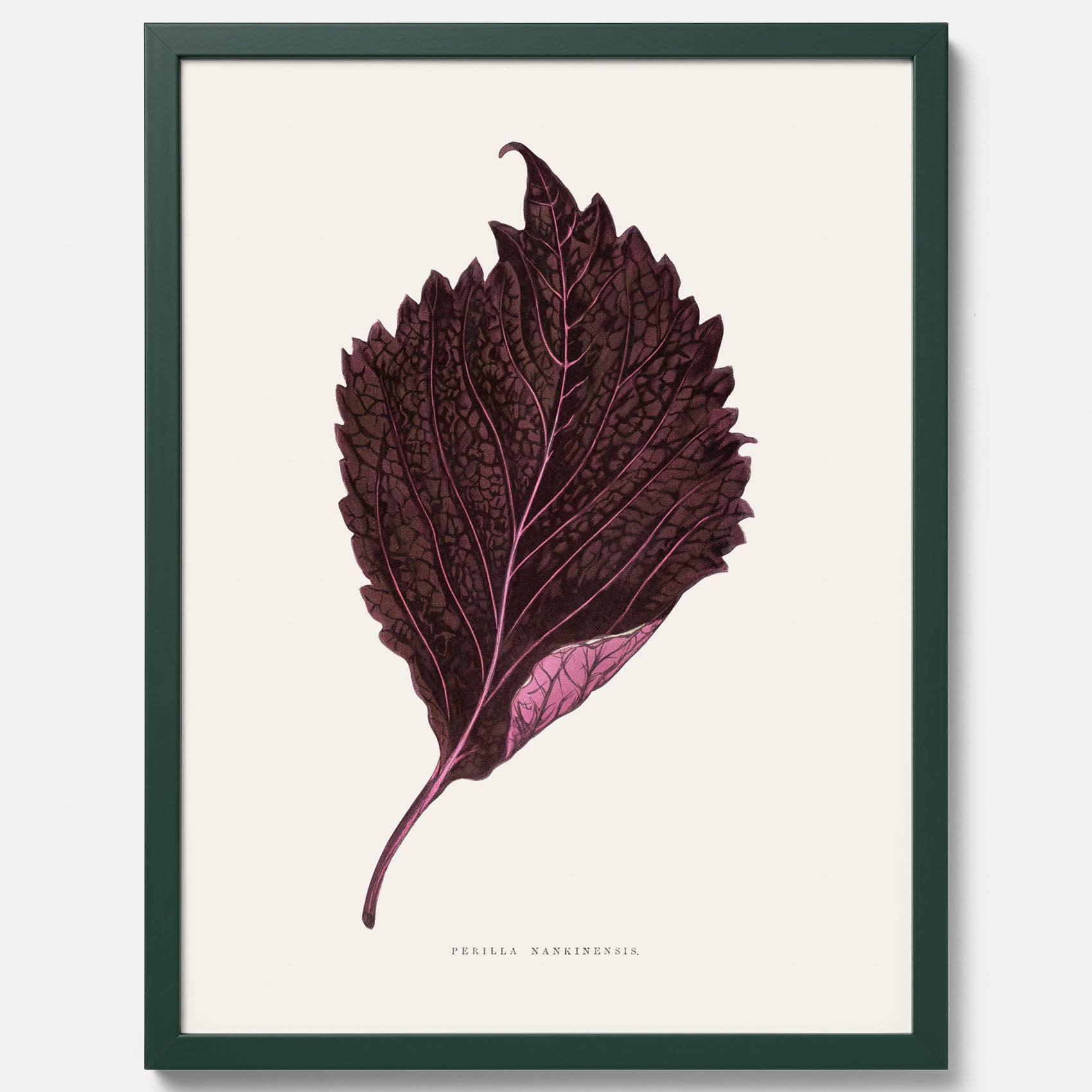 Vintageposter som föreställer en illustration av röd bladmynta (Perilla nankinensis)