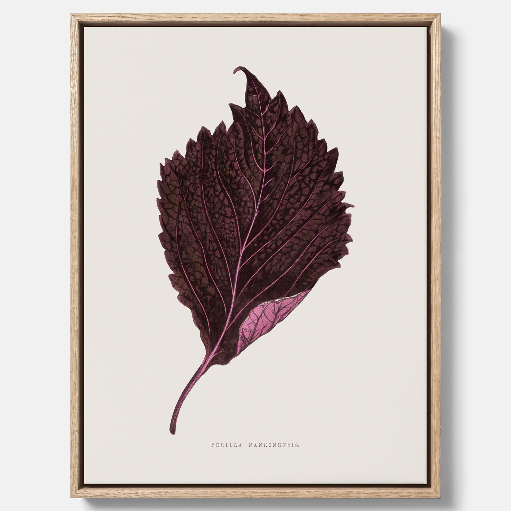 Vintageposter som föreställer en illustration av röd bladmynta (Perilla nankinensis) canvas