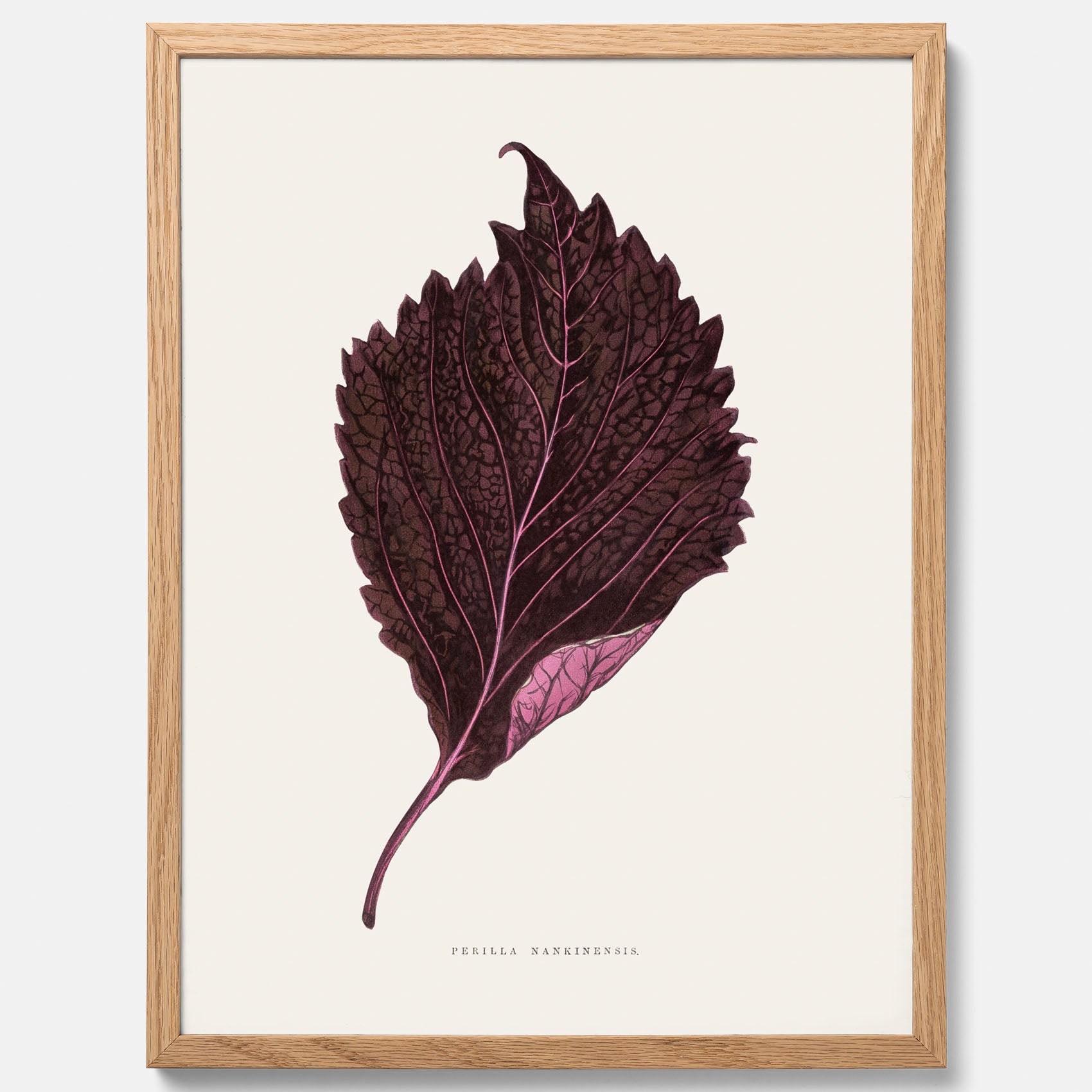 Vintageposter som föreställer en illustration av röd bladmynta (Perilla nankinensis)
