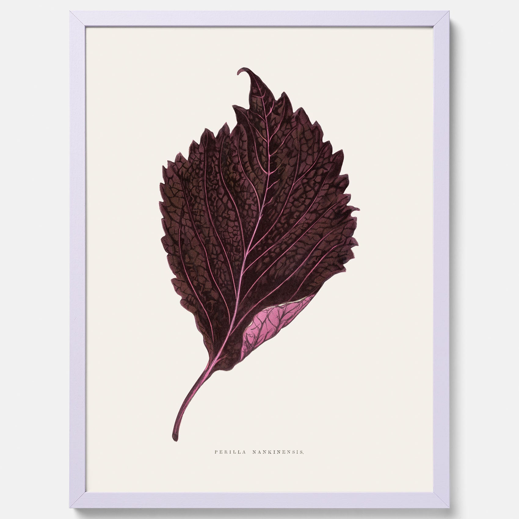 Vintageposter som föreställer en illustration av röd bladmynta (Perilla nankinensis)