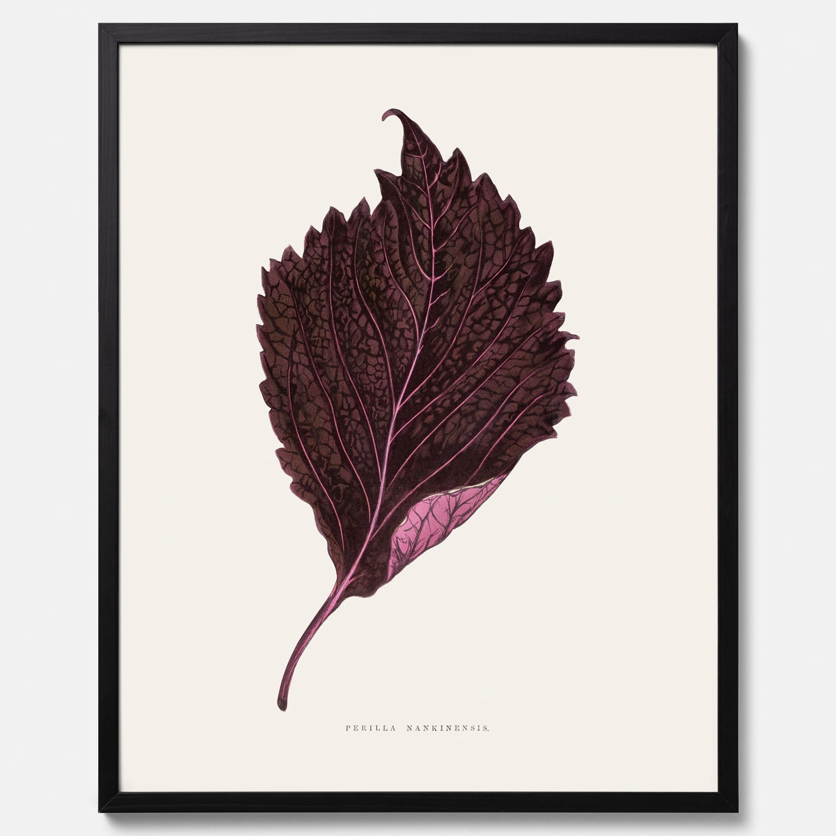Vintageposter som föreställer en illustration av röd bladmynta (Perilla nankinensis)