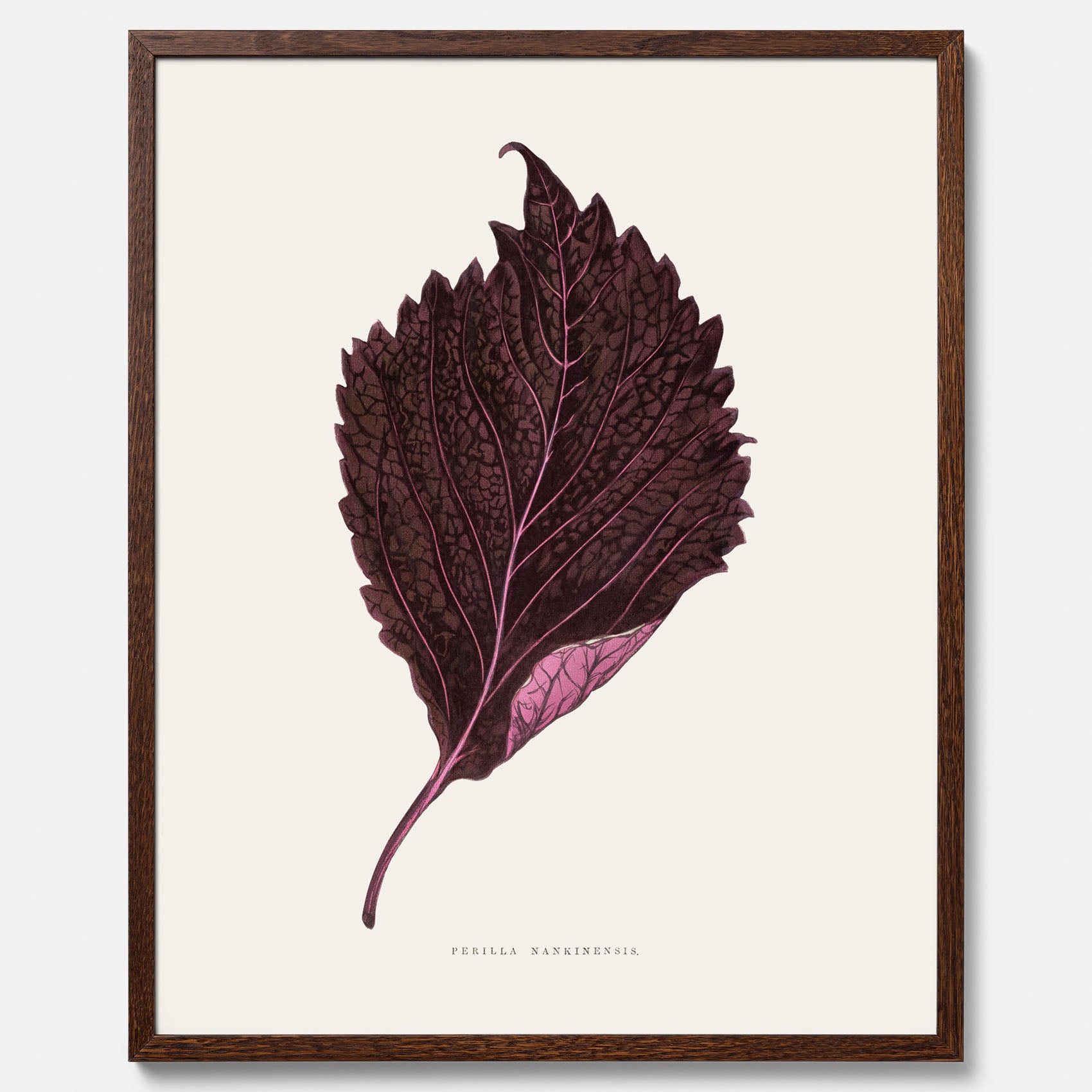 Vintageposter som föreställer en illustration av röd bladmynta (Perilla nankinensis)