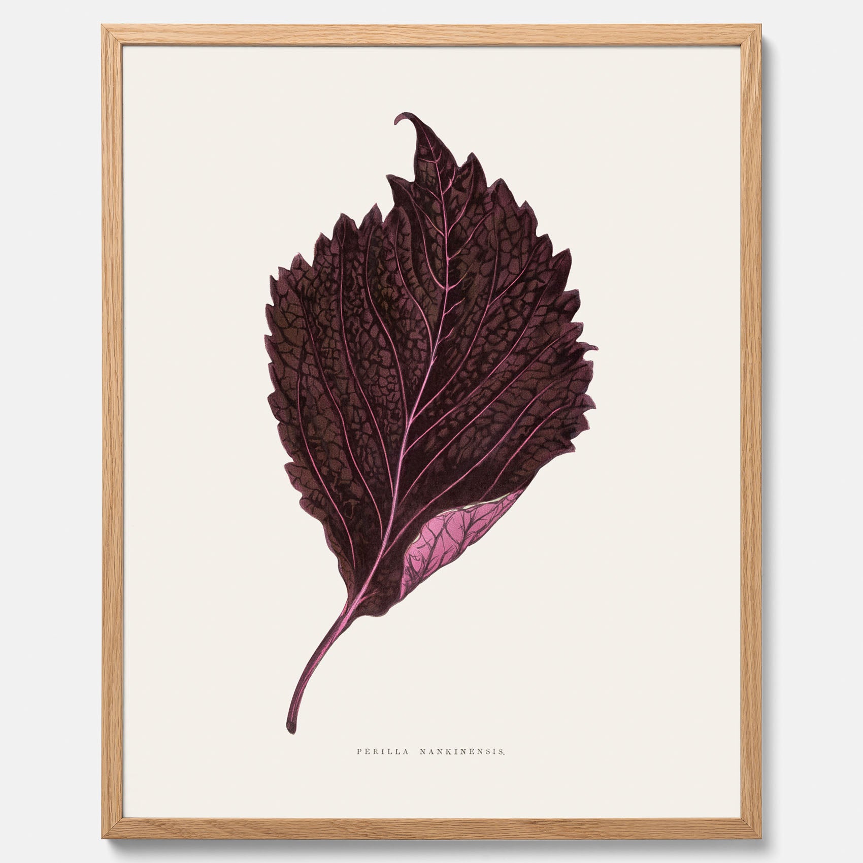 Vintageposter som föreställer en illustration av röd bladmynta (Perilla nankinensis)