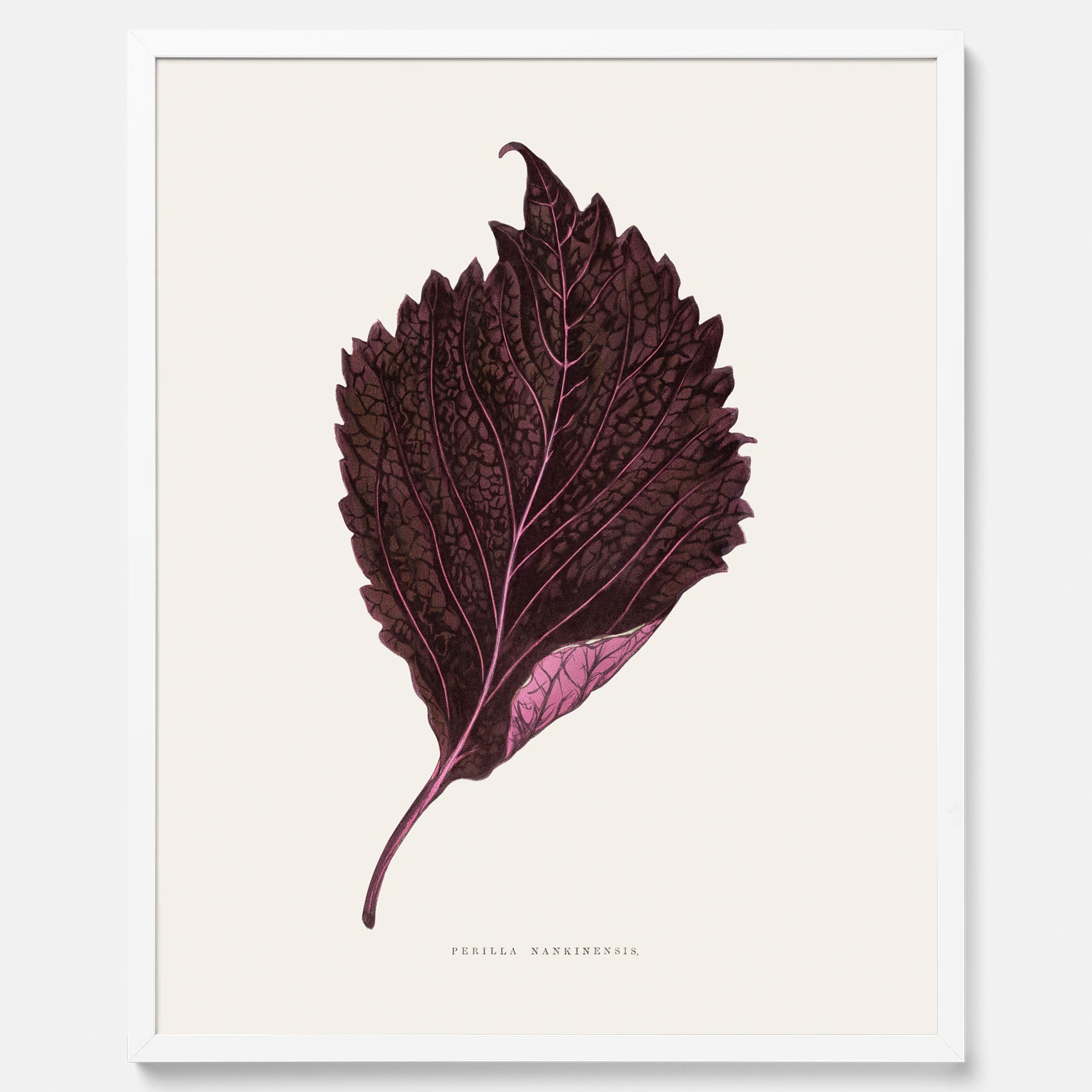 Vintageposter som föreställer en illustration av röd bladmynta (Perilla nankinensis)
