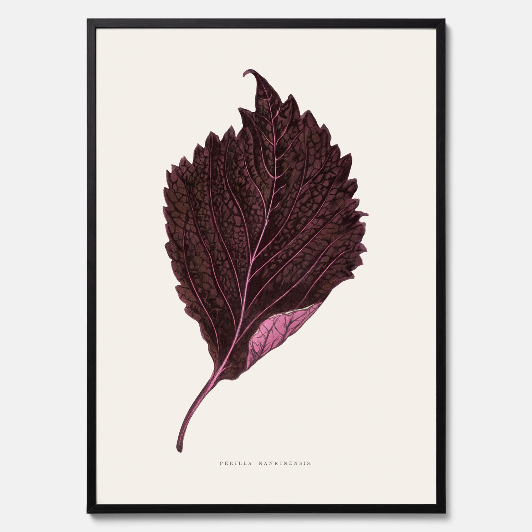 Vintageposter som föreställer en illustration av röd bladmynta (Perilla nankinensis)