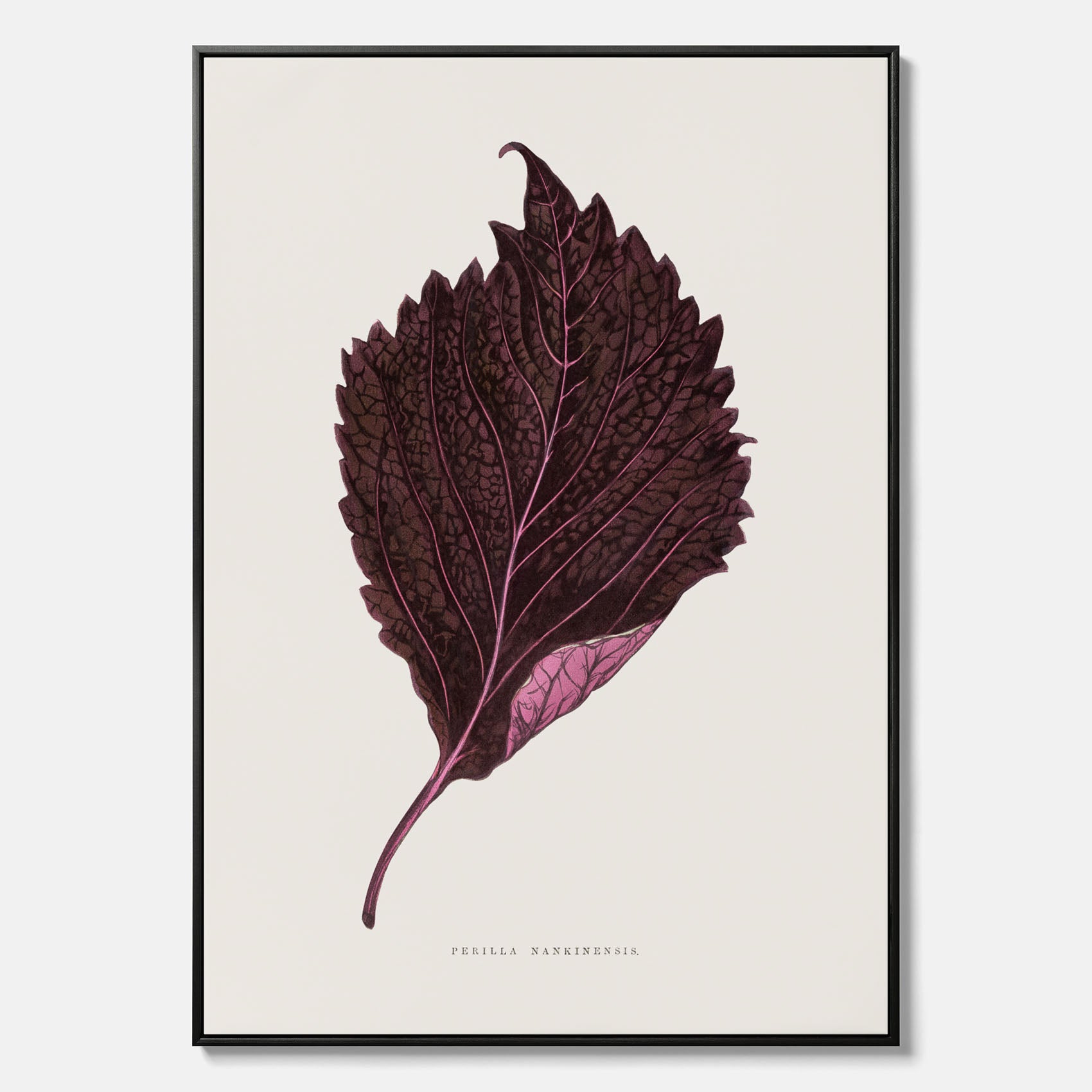 Vintageposter som föreställer en illustration av röd bladmynta (Perilla nankinensis) canvas