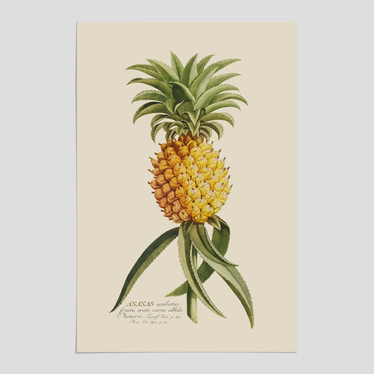 Vintagepostern med en ananasillustration