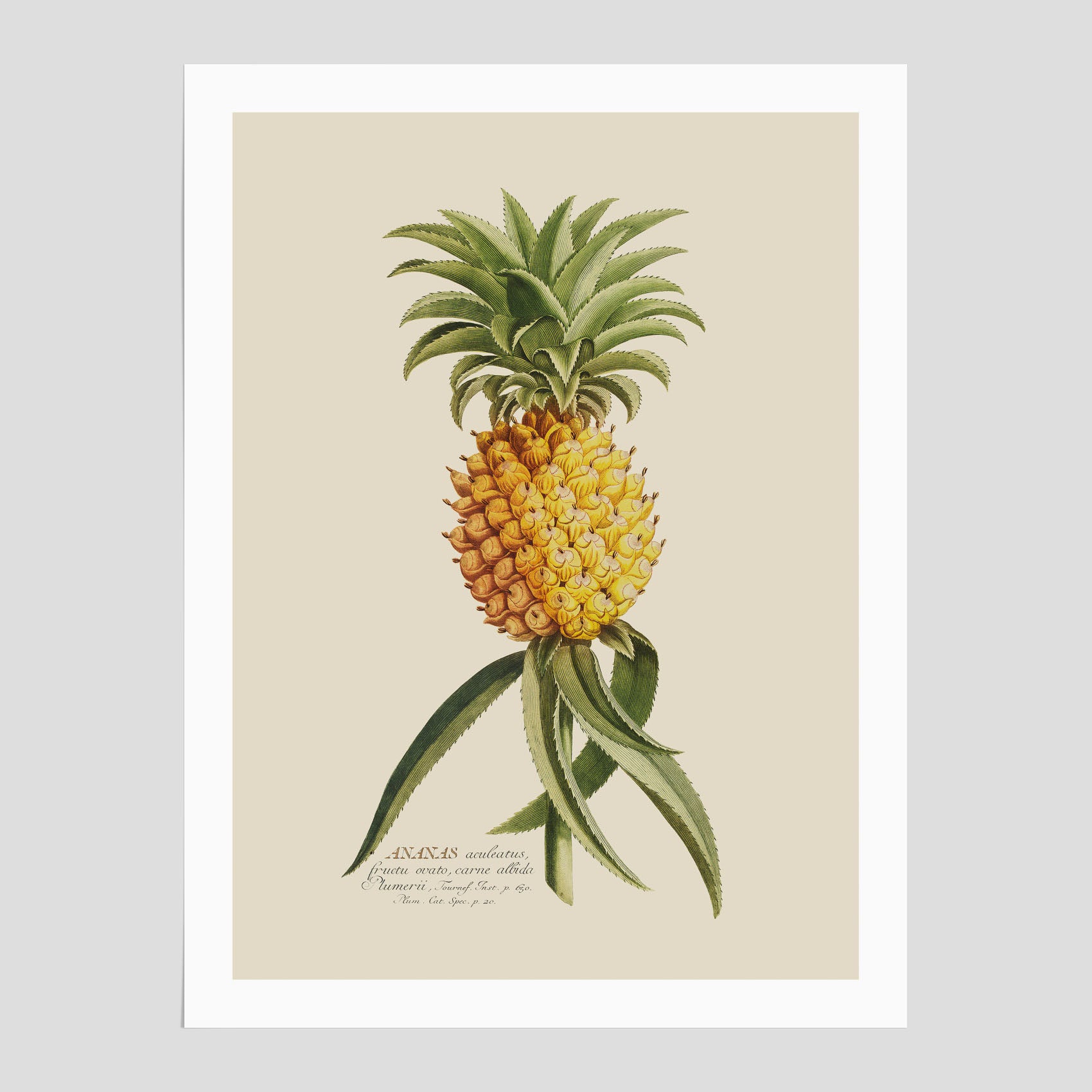 Vintagepostern med en ananasillustration