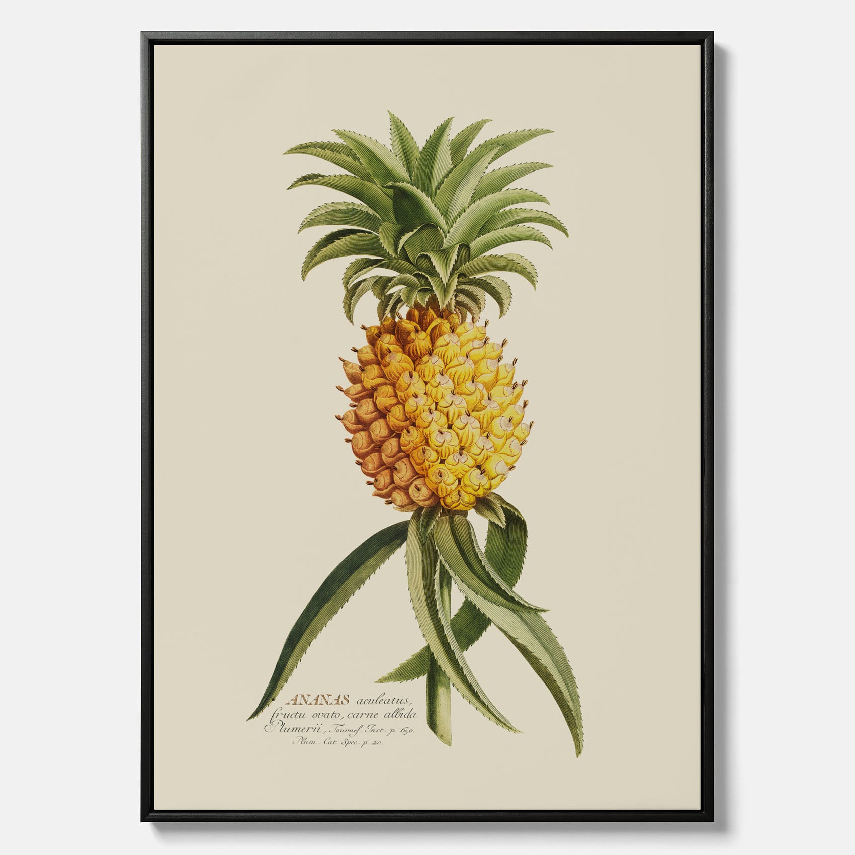 Kökstavla i canvas med en Ananas – Plansch till köket, Skolposter, köksposter, tavla till kök, poster till kök