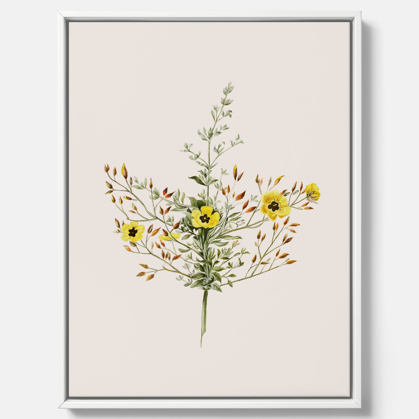 Vintageprint på canvas med en botanisk illustration föreställande nejlikglim, även kallad &