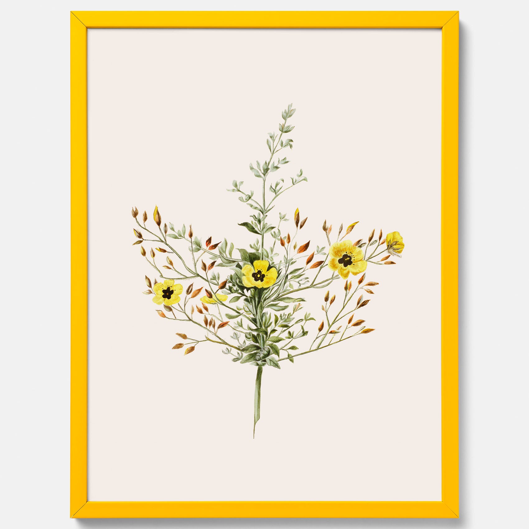Vintageposter med en botanisk illustration föreställande nejlikglim, även kallad &