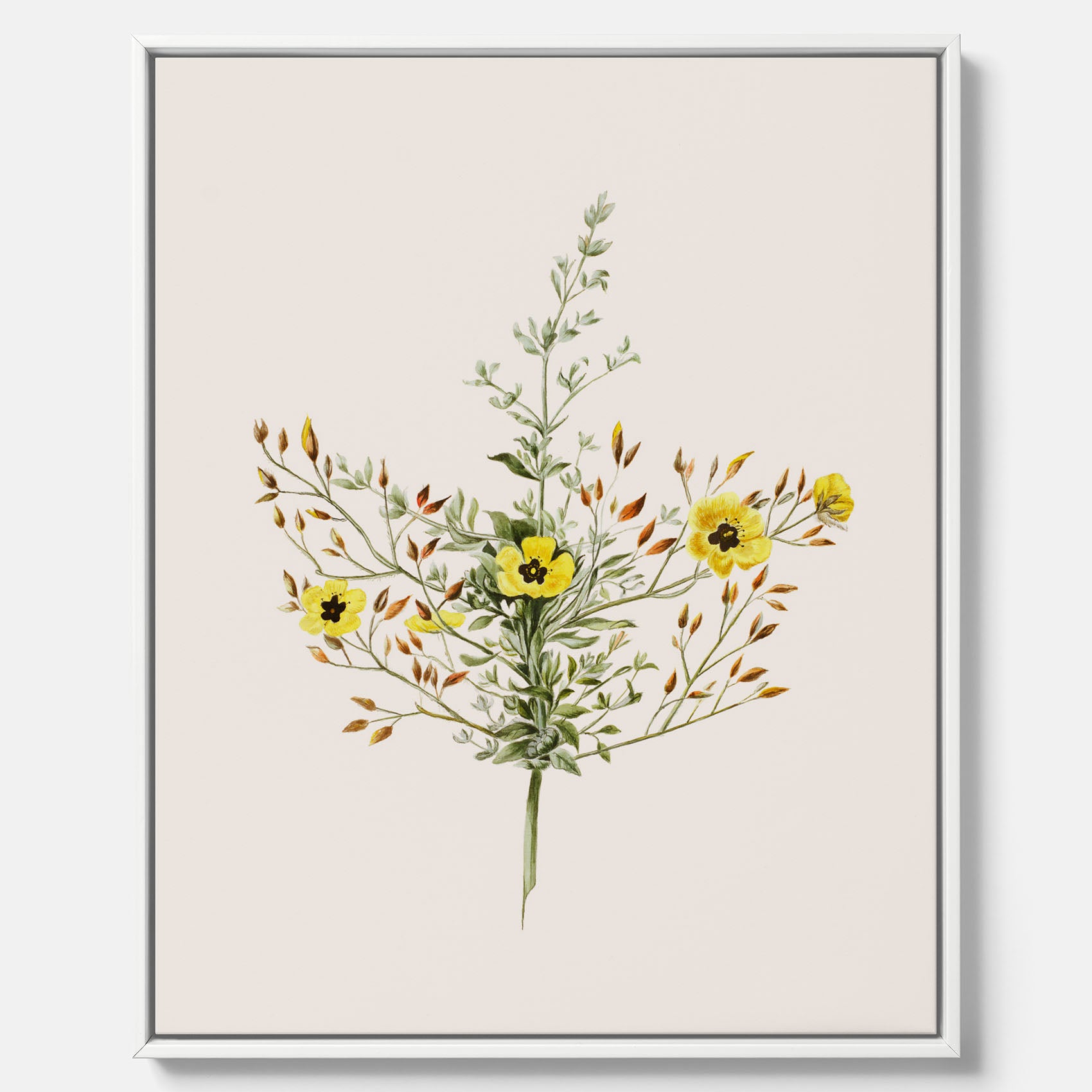 Vintageprint på canvas med en botanisk illustration föreställande nejlikglim, även kallad &