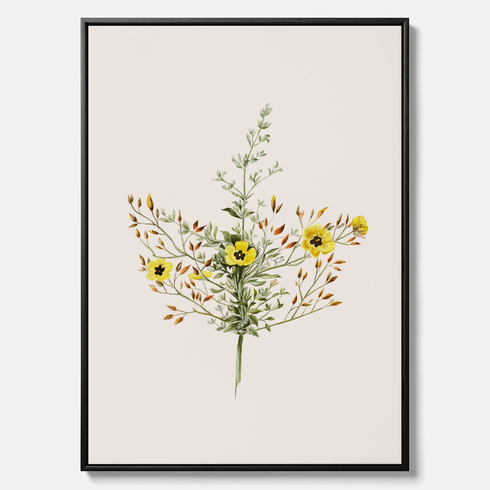 Vintageprint på canvas med en botanisk illustration föreställande nejlikglim, även kallad &