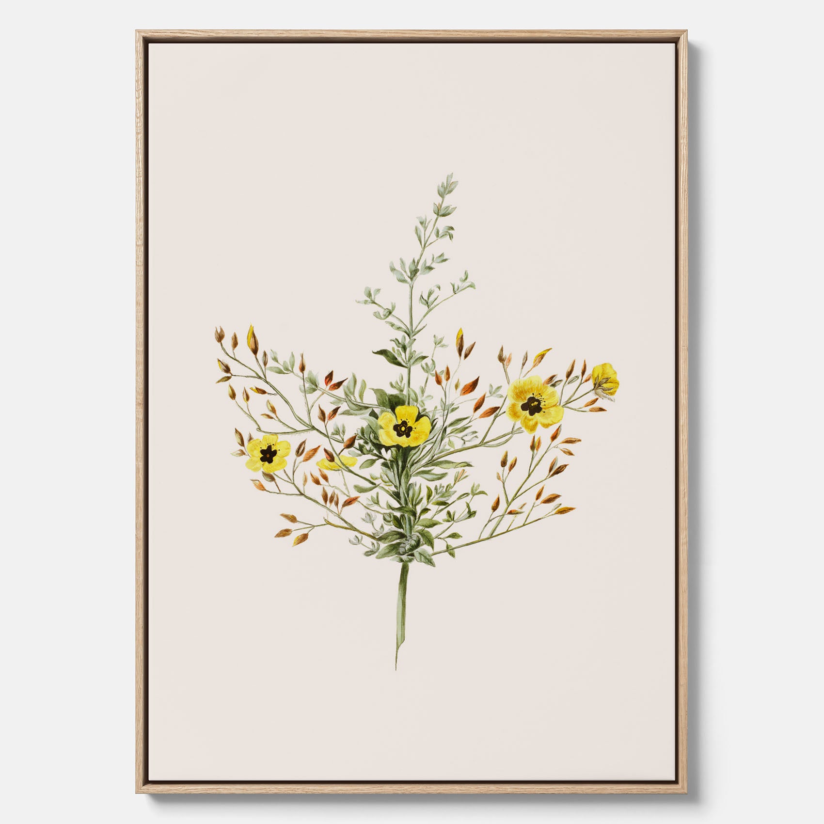 Vintageprint på canvas med en botanisk illustration föreställande nejlikglim, även kallad &
