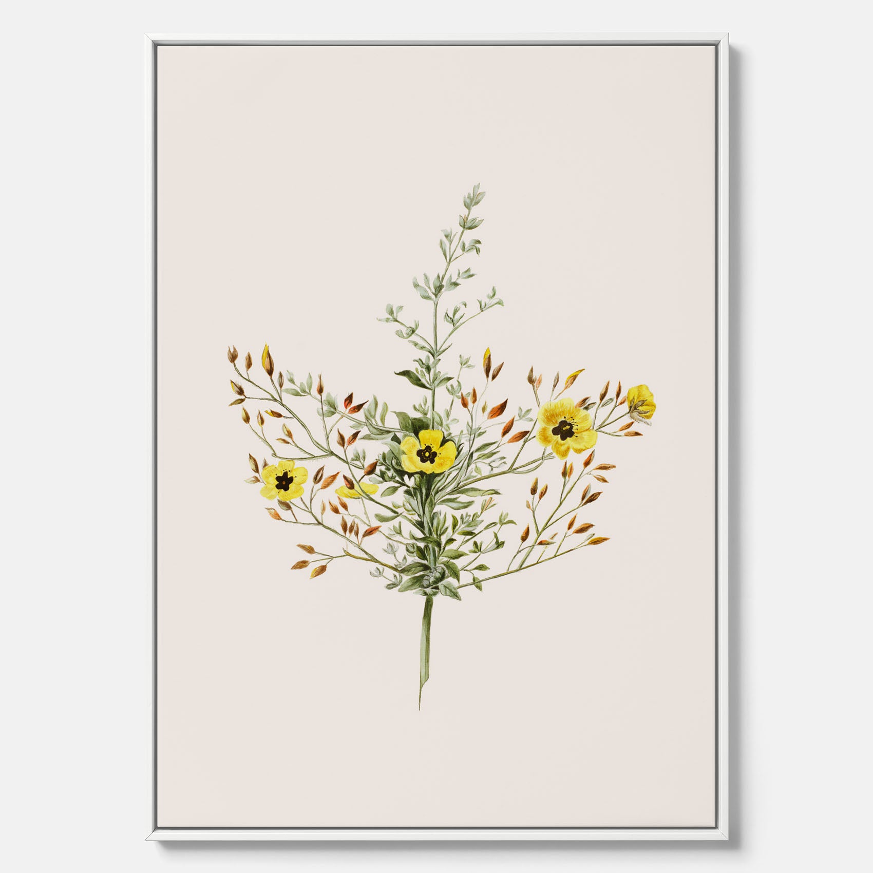 Vintageprint på canvas med en botanisk illustration föreställande nejlikglim, även kallad &