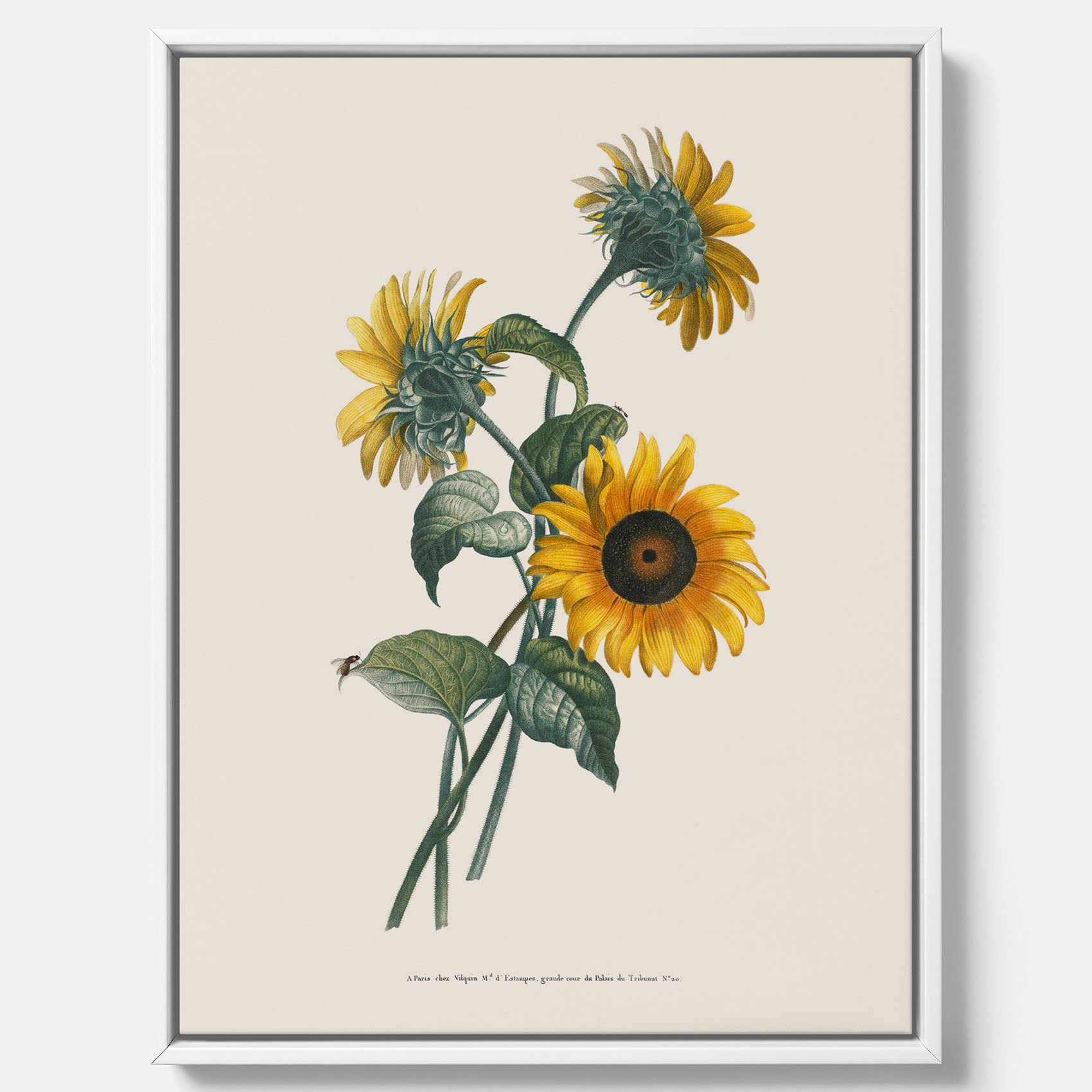 Kökstavla med Solros canvas – Botanisk poster, vintage, tavla till kök, köksposter, poster till kök