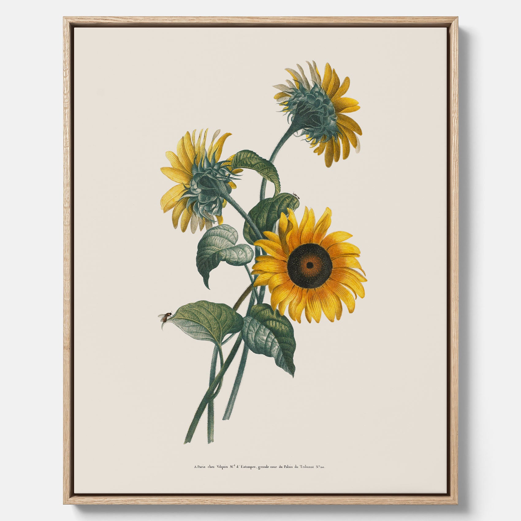 Kökstavla med Solros canvas – Botanisk poster, vintage, tavla till kök, köksposter, poster till kök