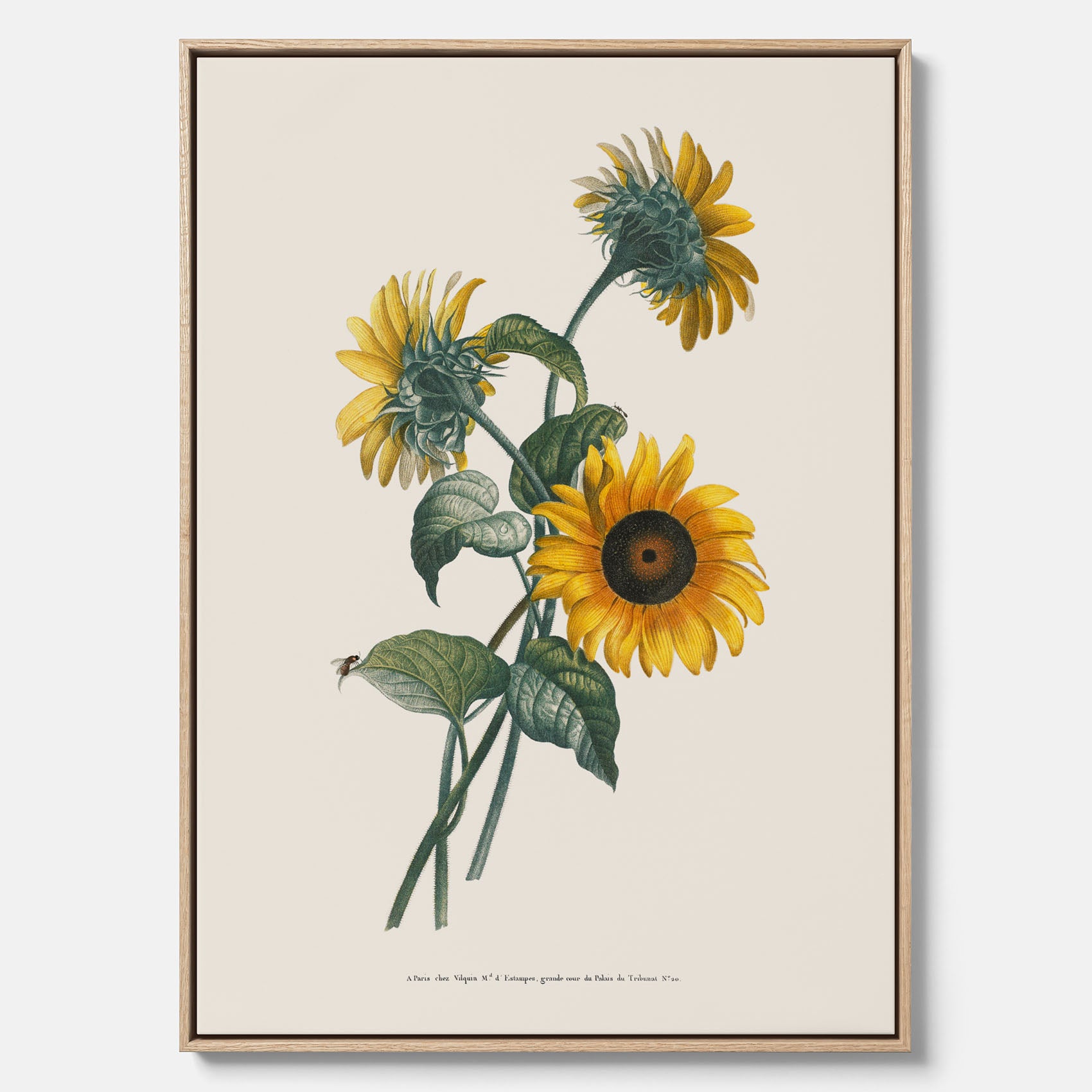Kökstavla med Solros canvas – Botanisk poster, vintage, tavla till kök, köksposter, poster till kök