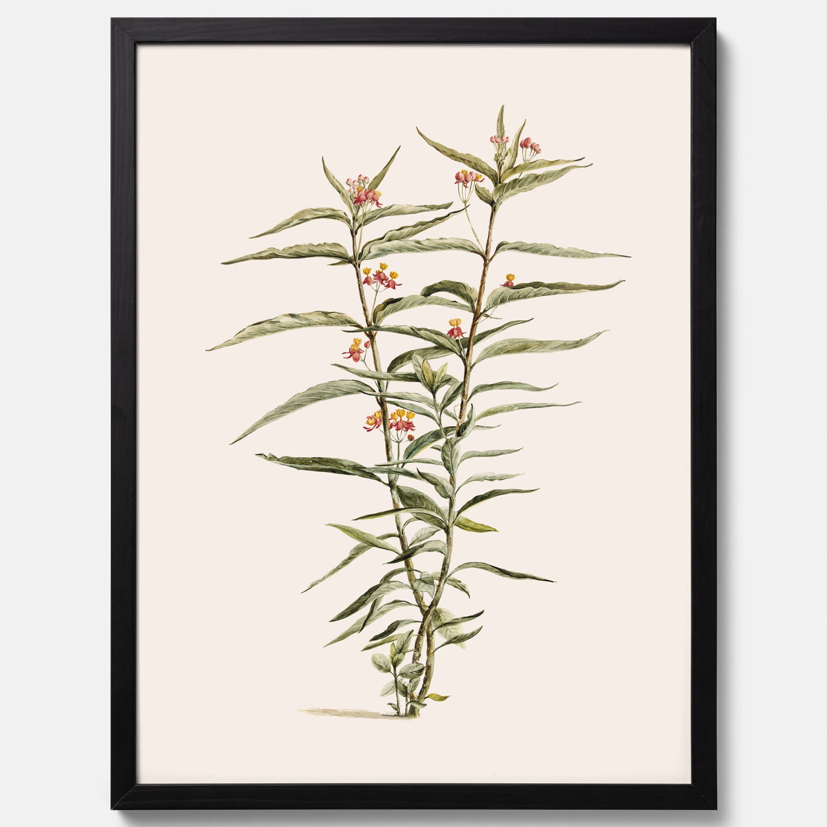 Vintageposter med en botanisk illustration föreställande en röd sidenört