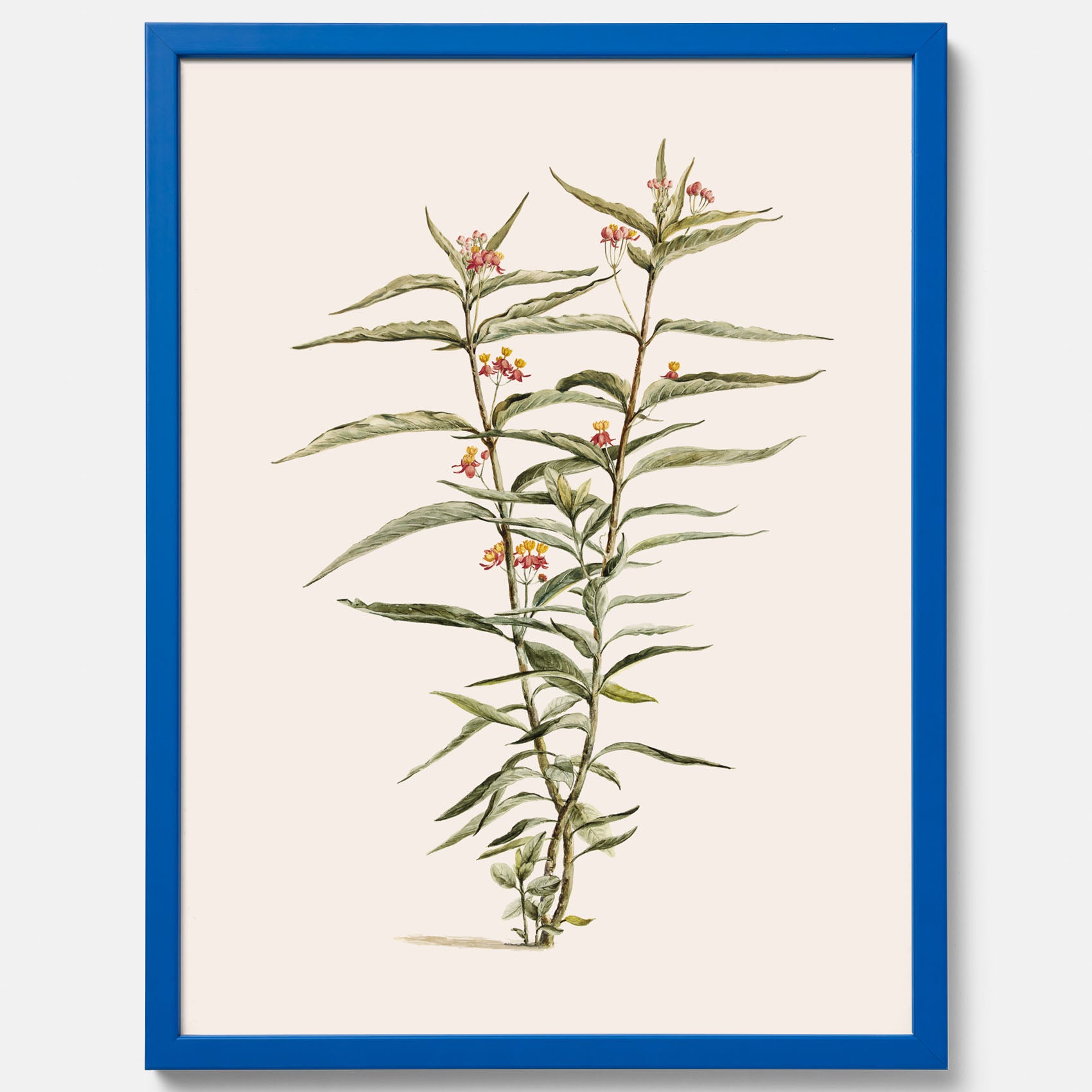 Vintageposter med en botanisk illustration föreställande en röd sidenört