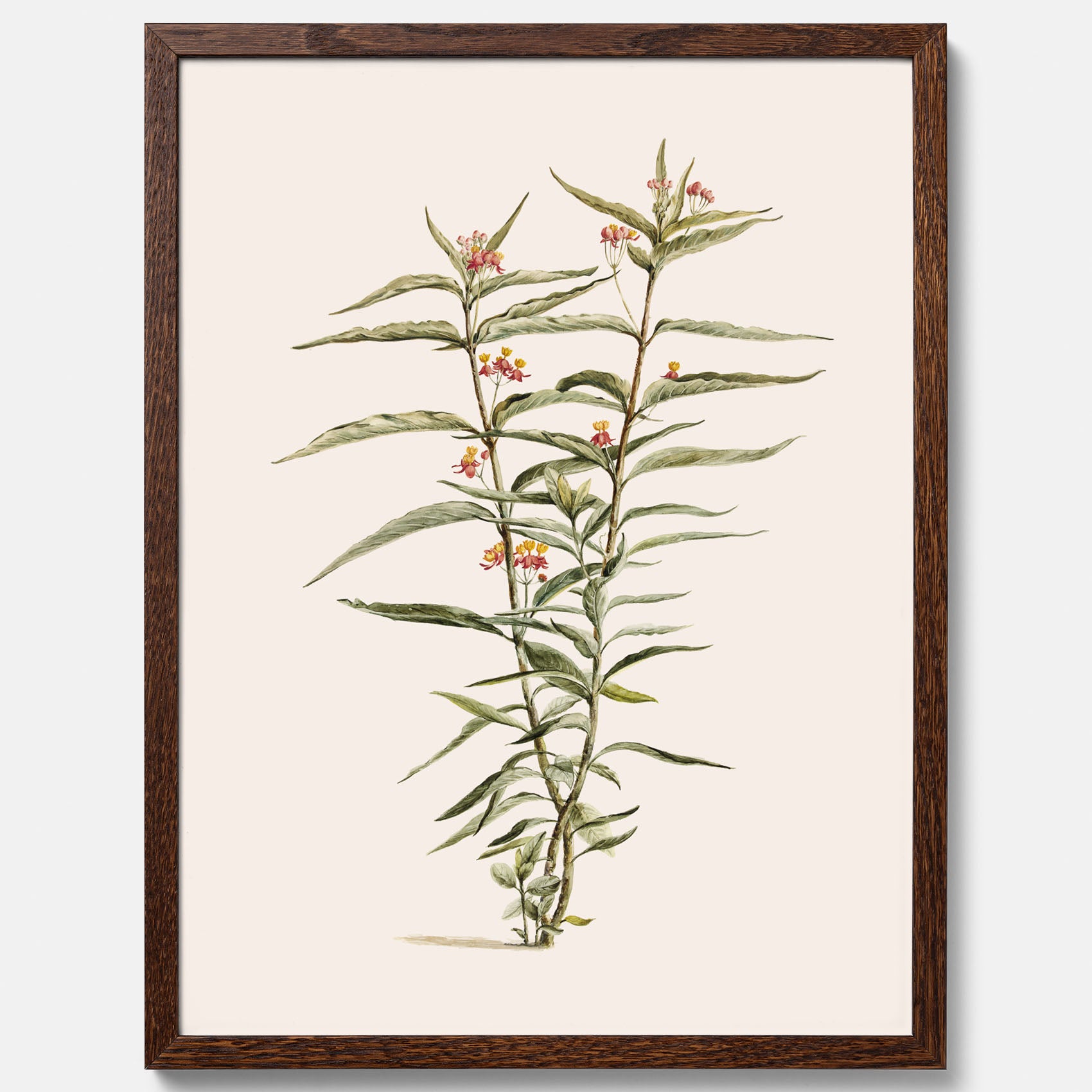 Vintageposter med en botanisk illustration föreställande en röd sidenört