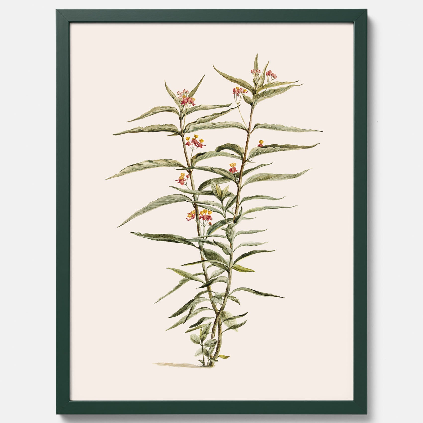 Vintageposter med en botanisk illustration föreställande en röd sidenört