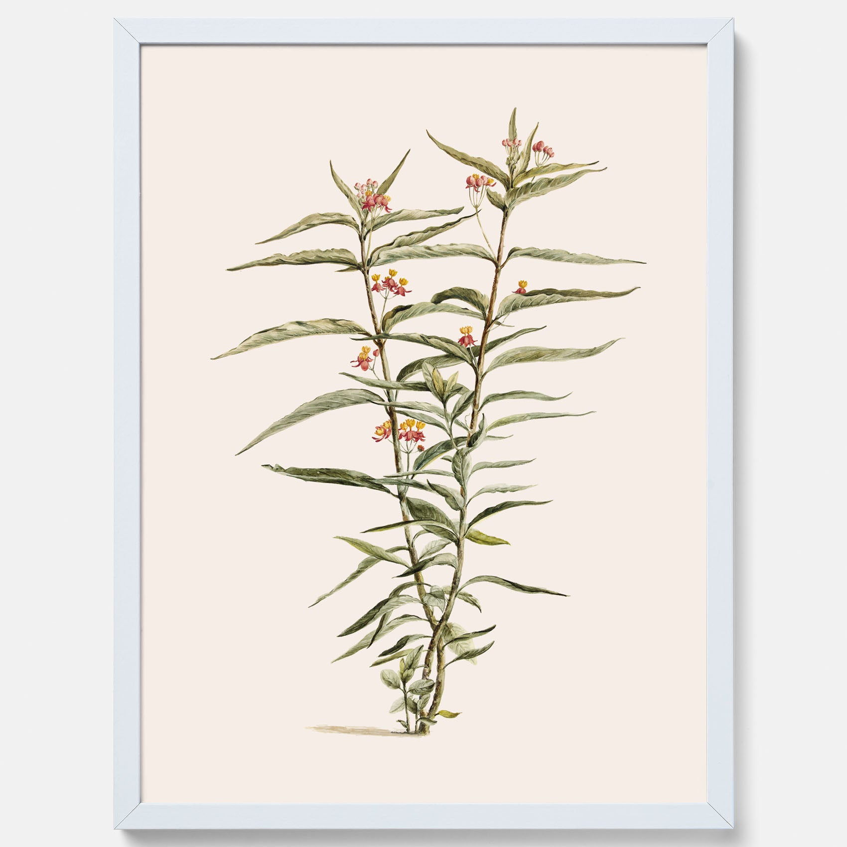 Vintageposter med en botanisk illustration föreställande en röd sidenört