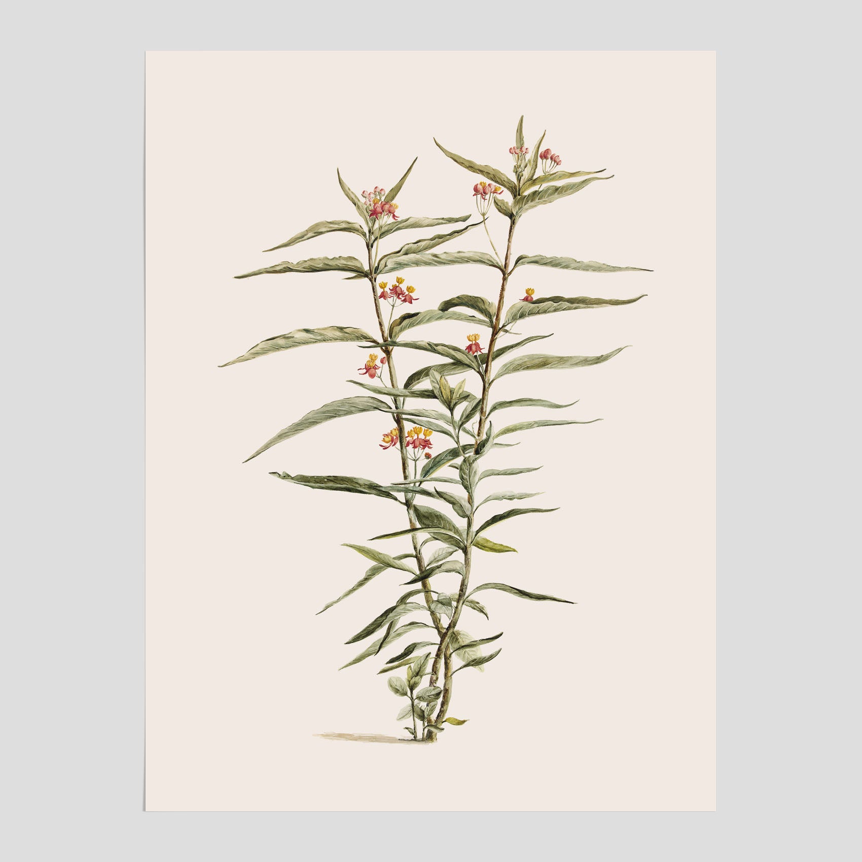 Vintageposter med en botanisk illustration föreställande en röd sidenört
