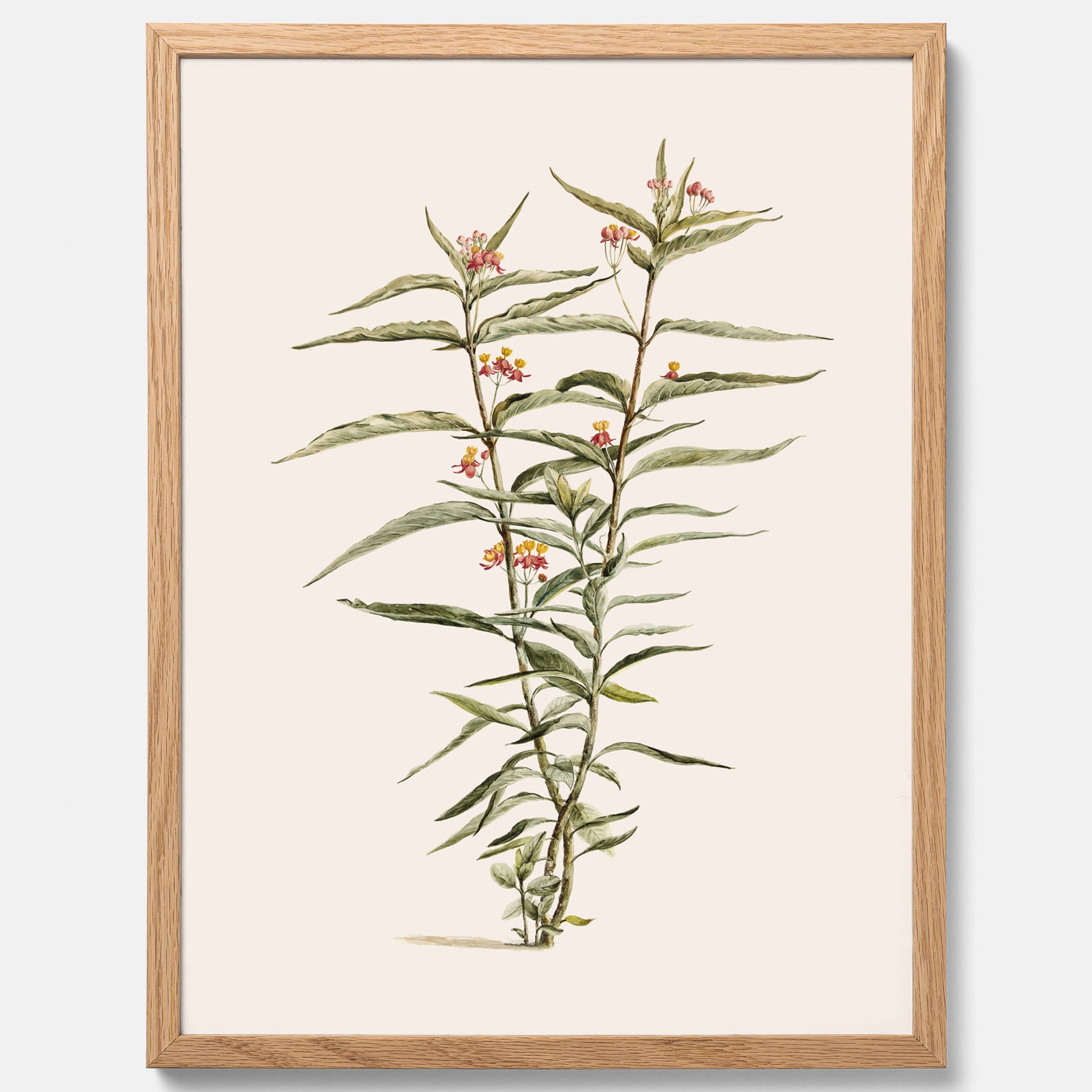 Vintageposter med en botanisk illustration föreställande en röd sidenört