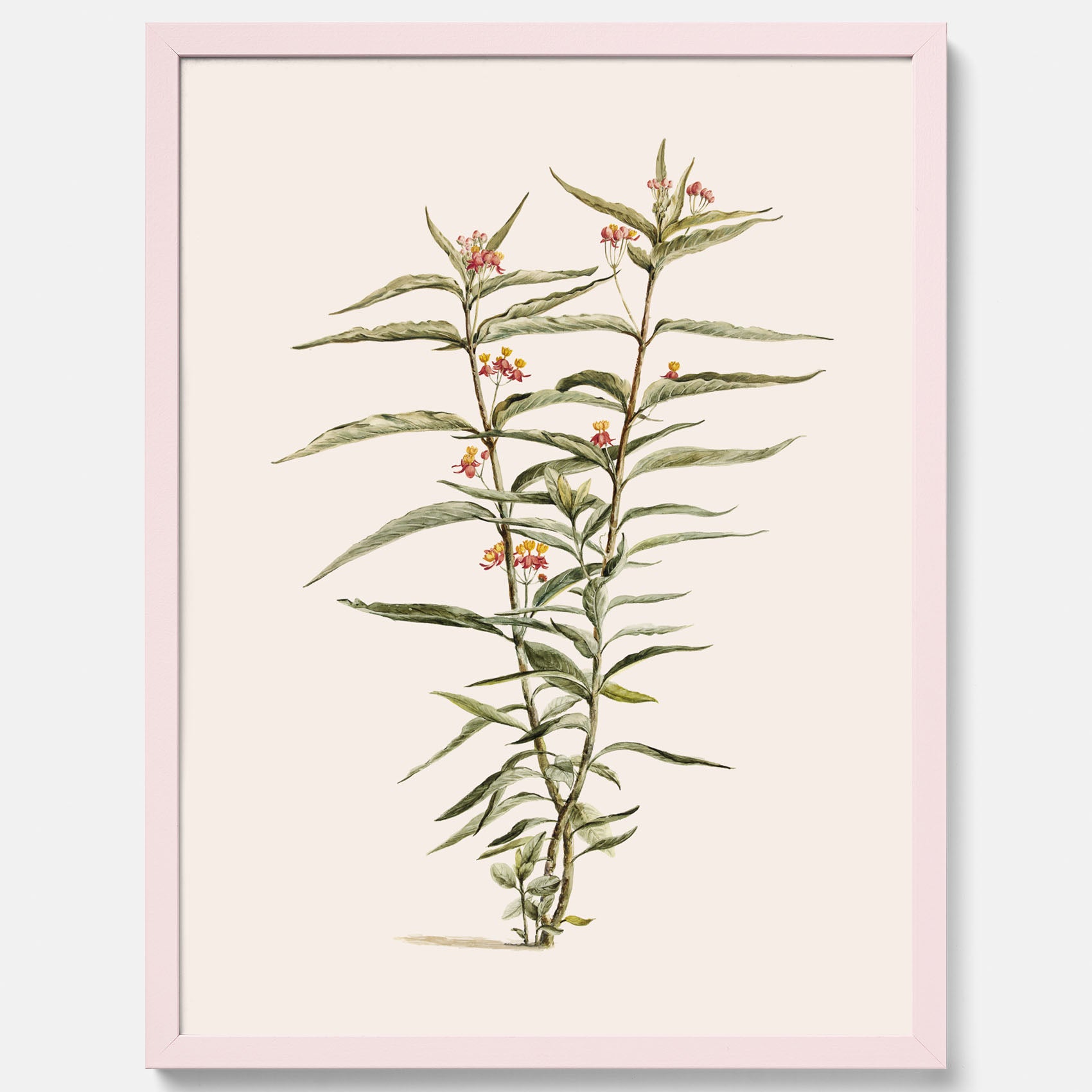 Vintageposter med en botanisk illustration föreställande en röd sidenört