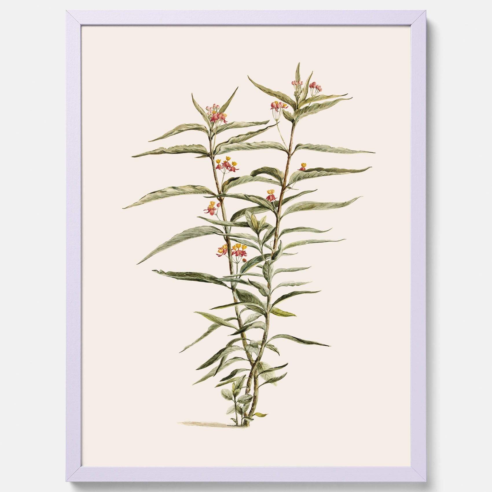Vintageposter med en botanisk illustration föreställande en röd sidenört