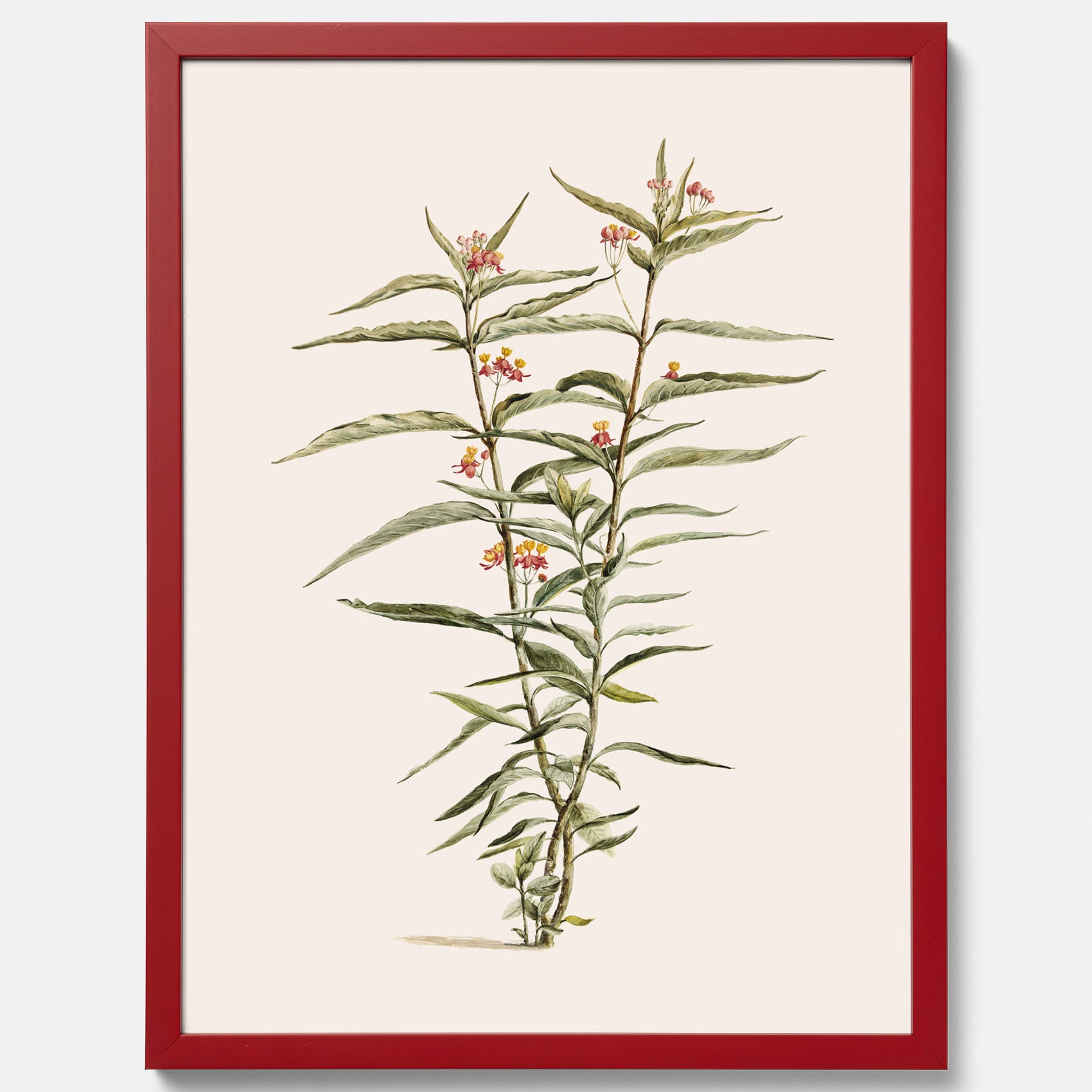 Vintageposter med en botanisk illustration föreställande en röd sidenört