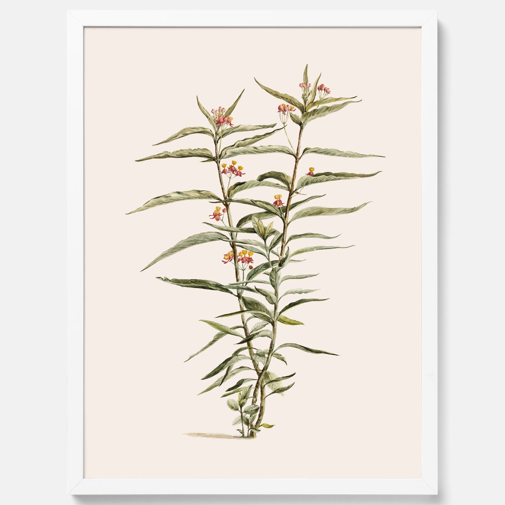 Vintageposter med en botanisk illustration föreställande en röd sidenört