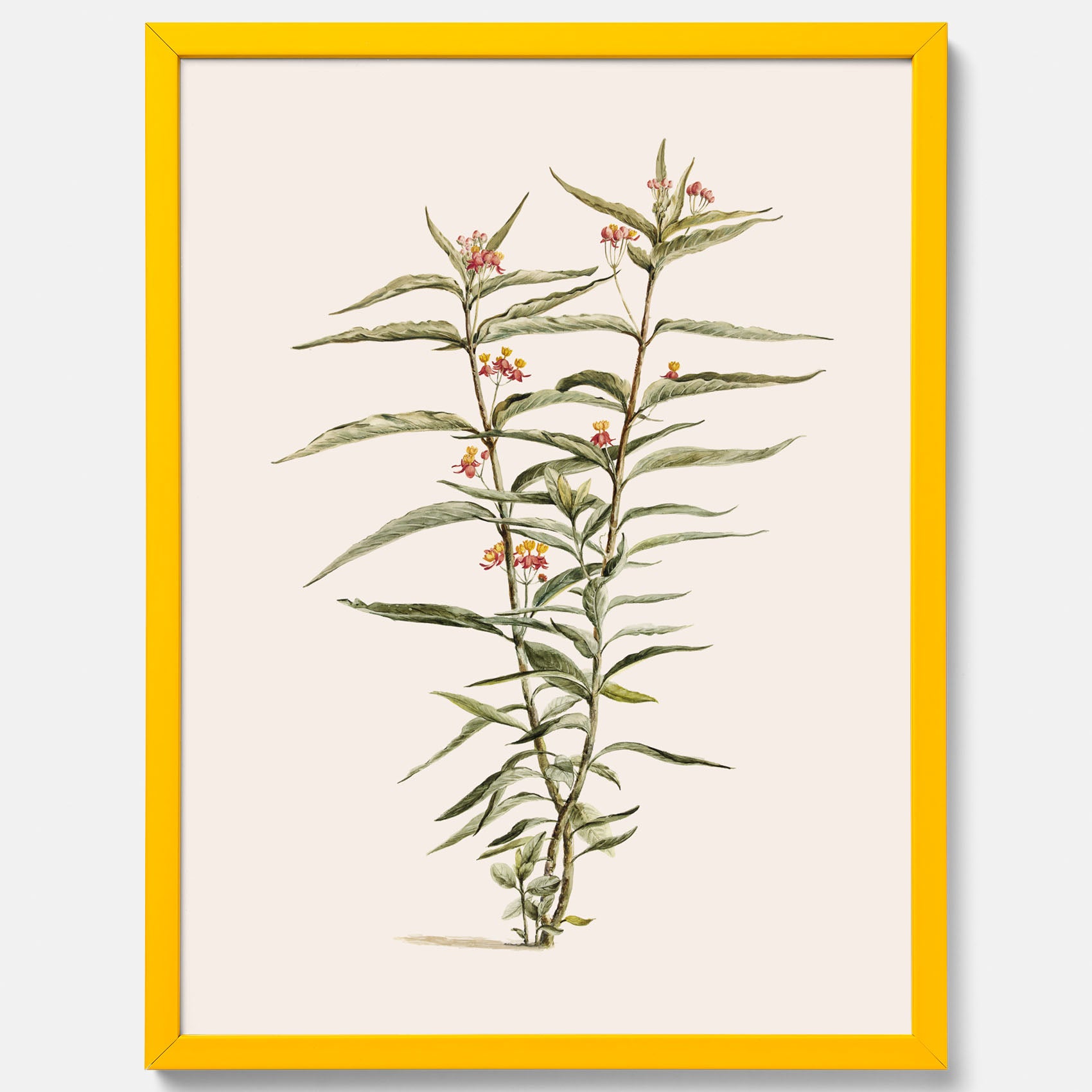 Vintageposter med en botanisk illustration föreställande en röd sidenört