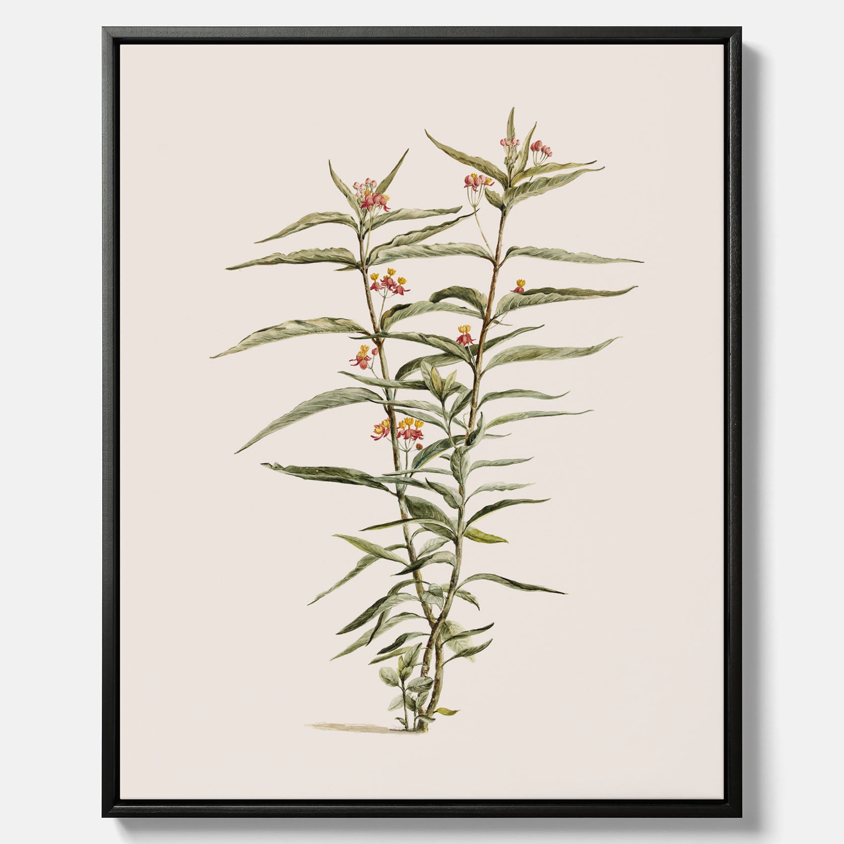 Vintageprint på canvas med en botanisk illustration föreställande en röd sidenört