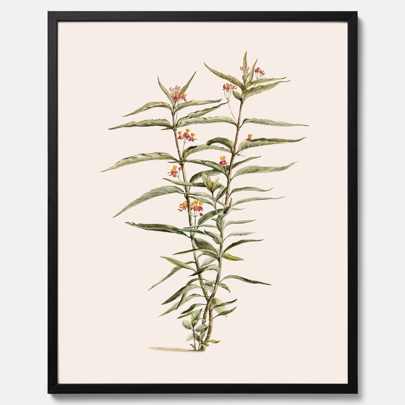 Vintageposter med en botanisk illustration föreställande en röd sidenört
