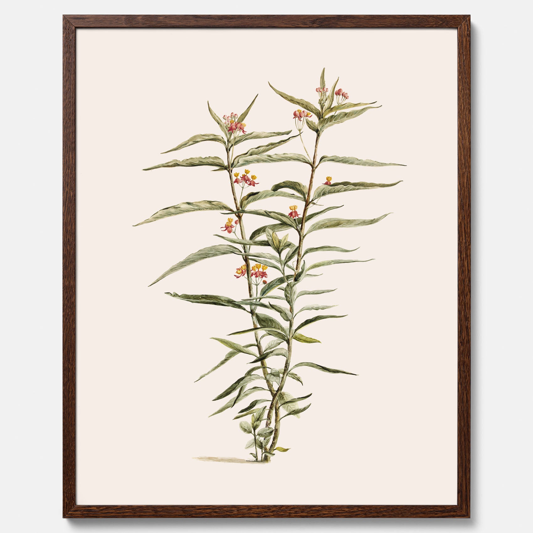 Vintageposter med en botanisk illustration föreställande en röd sidenört
